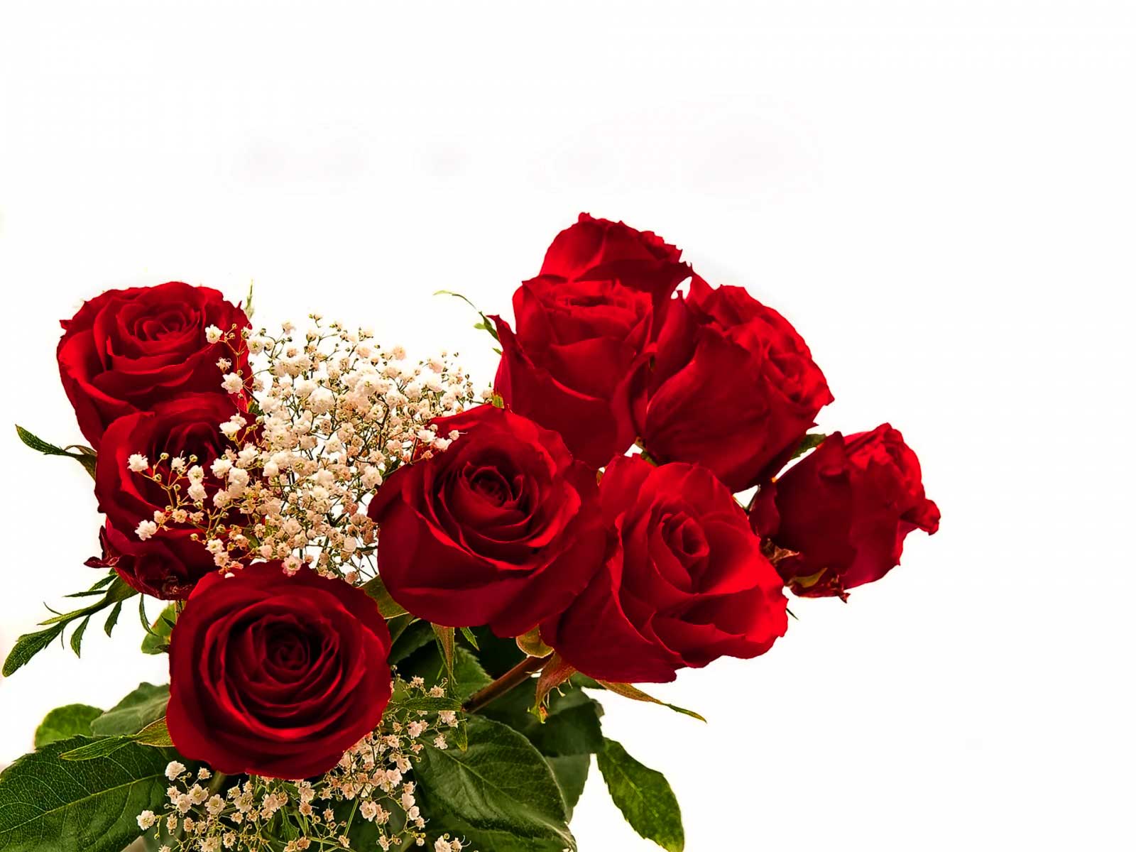 Cute Red Rose Flower Wallpaper