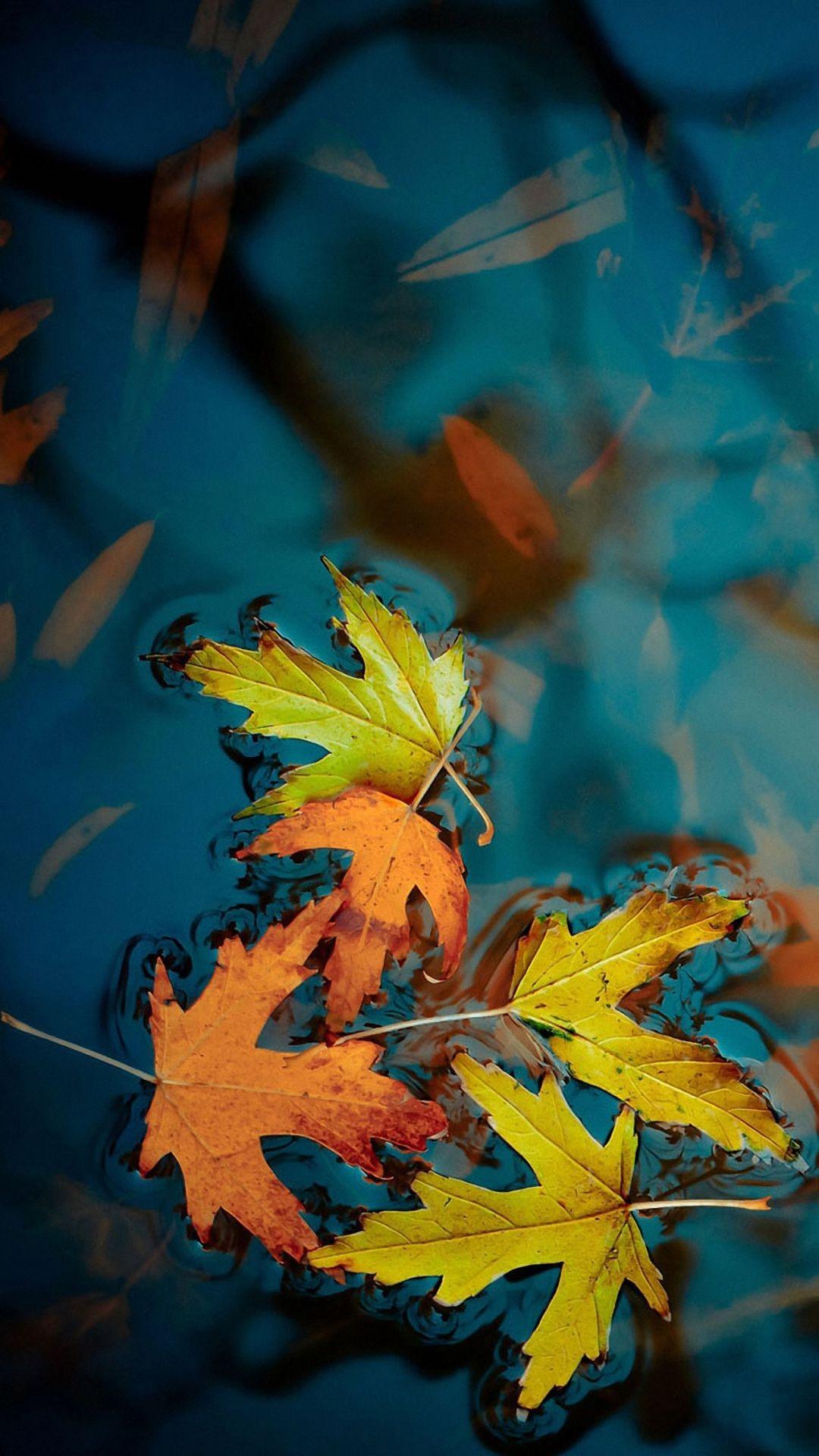 Fall Leaf Wallpapers For Mobile Wallpaper Cave