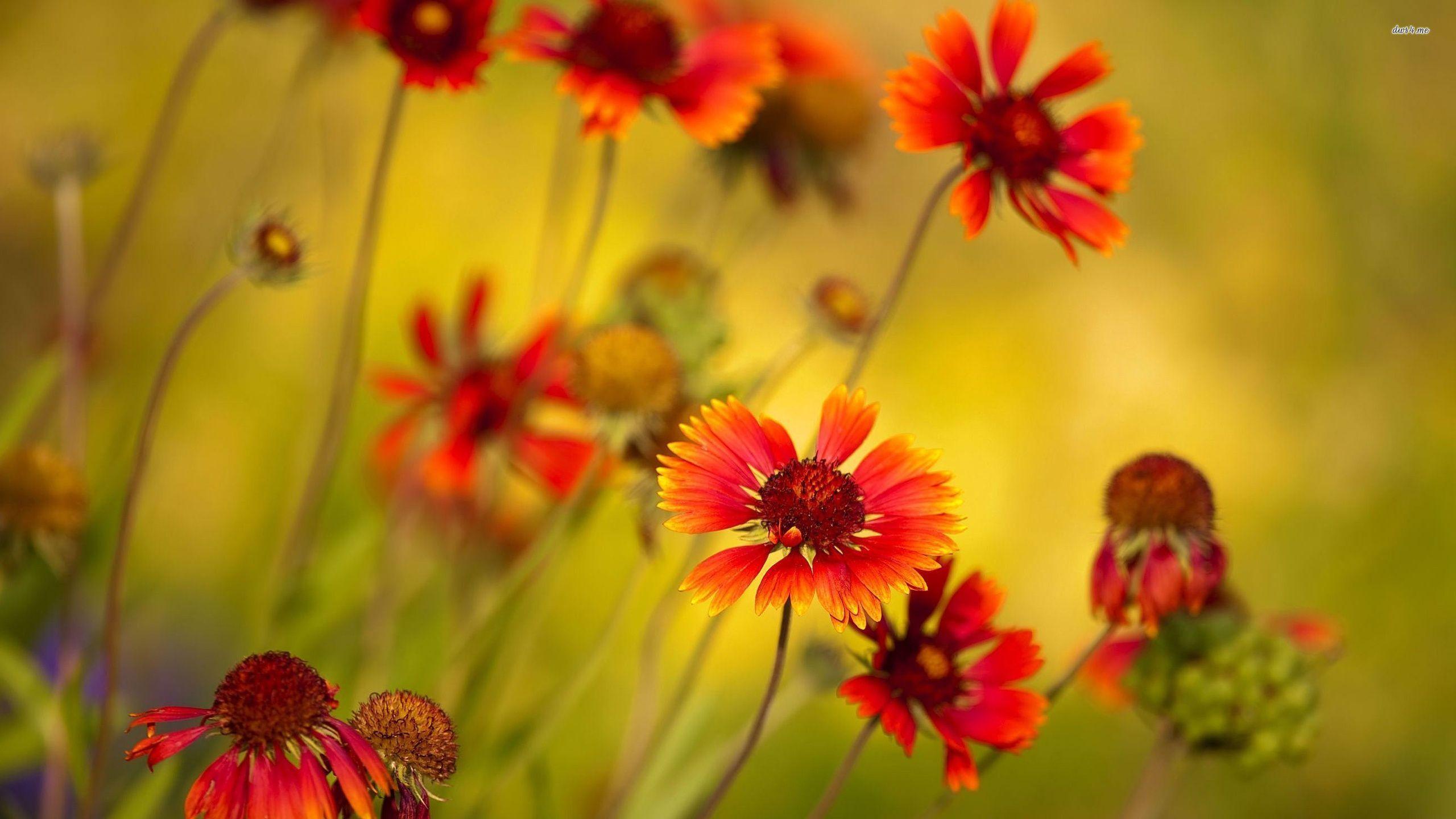 Eye Soothing Wallpapers Wallpaper Cave