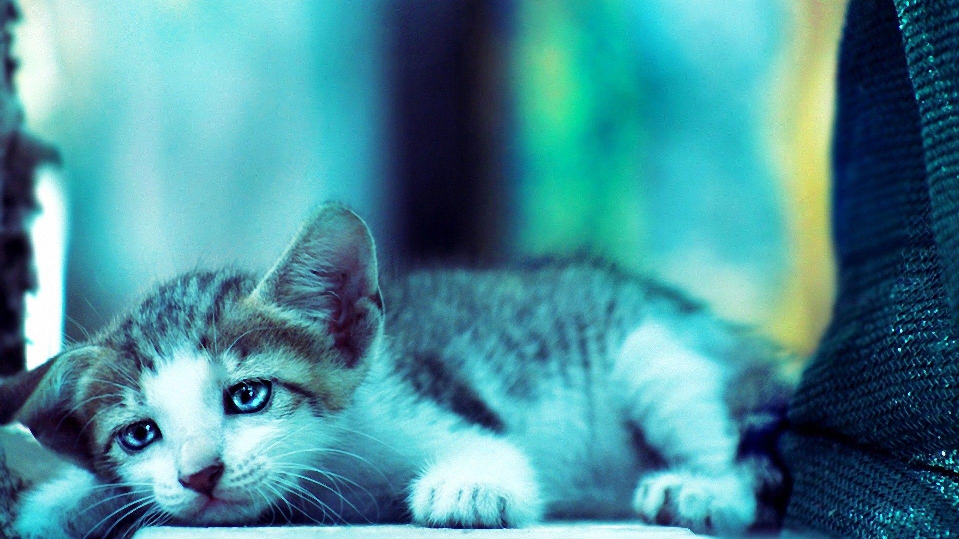 Sad Cat Wallpapers Wallpaper Cave