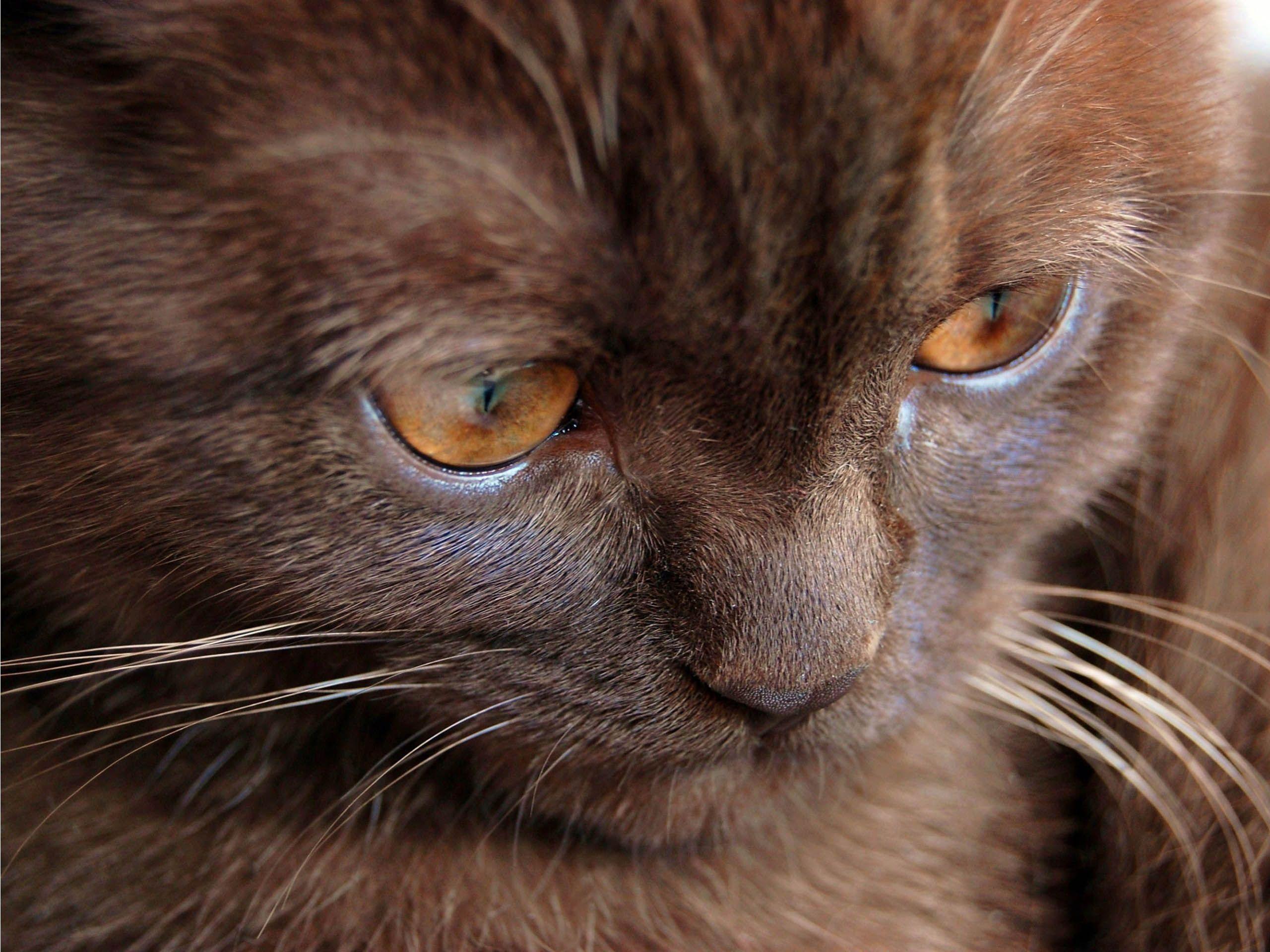 Sad Cat Wallpapers Wallpaper Cave