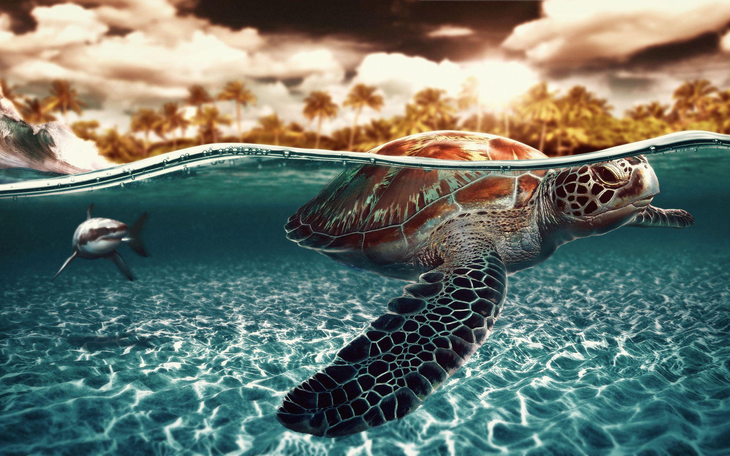 Cute Turtles Wallpapers Wallpaper Cave