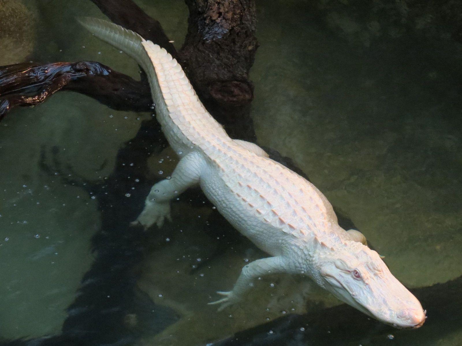 Albino Alligator Wallpapers Wallpaper Cave