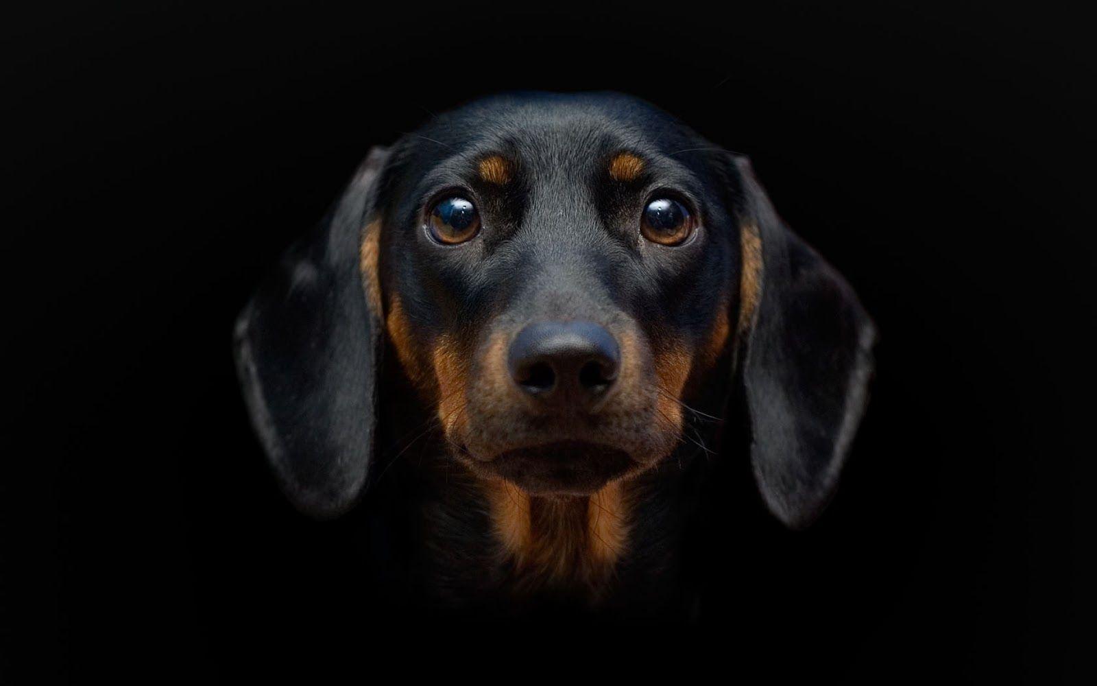 Wiener Dog Black Wallpapers Wallpaper Cave