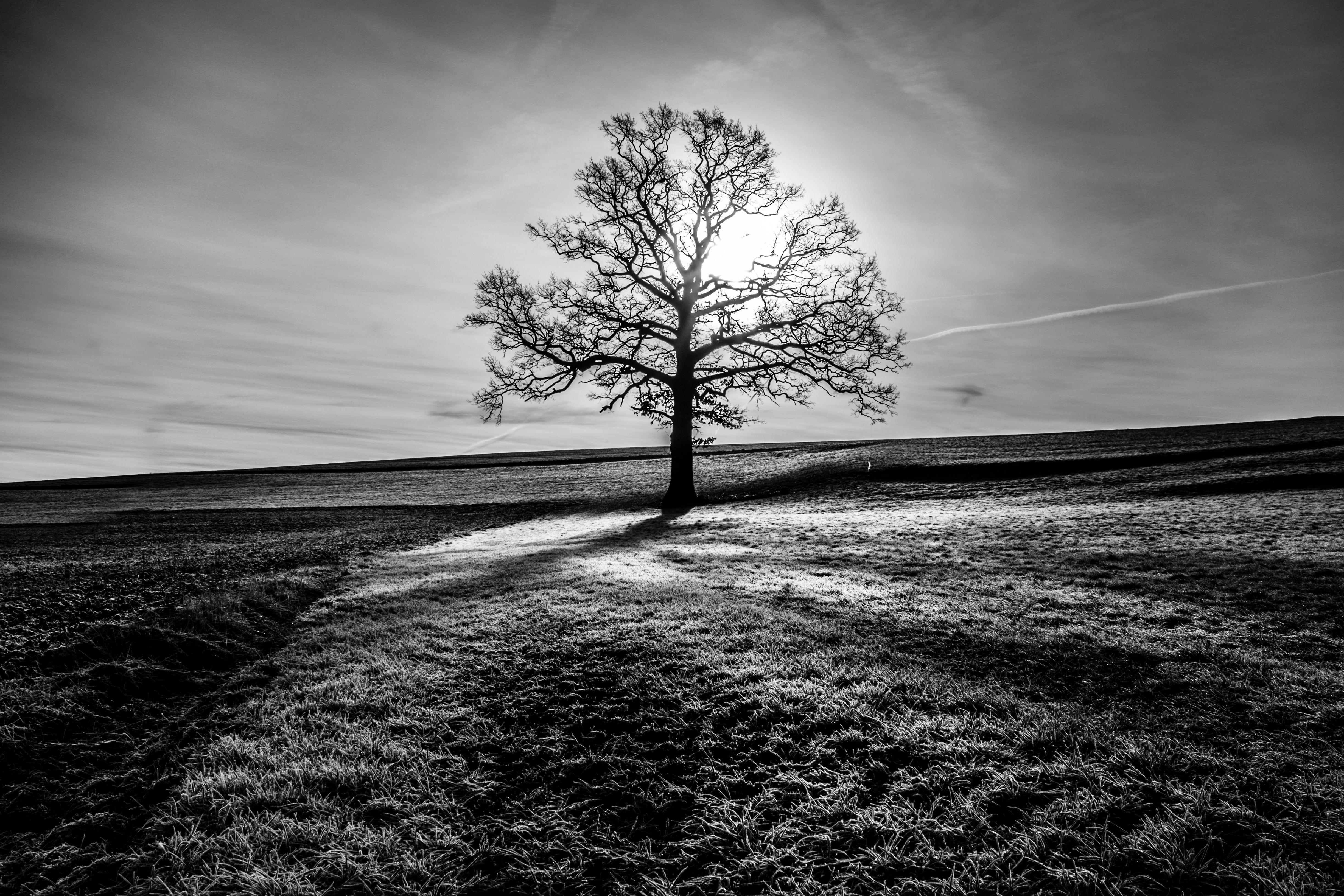 Grayscale Wallpapers Wallpaper Cave