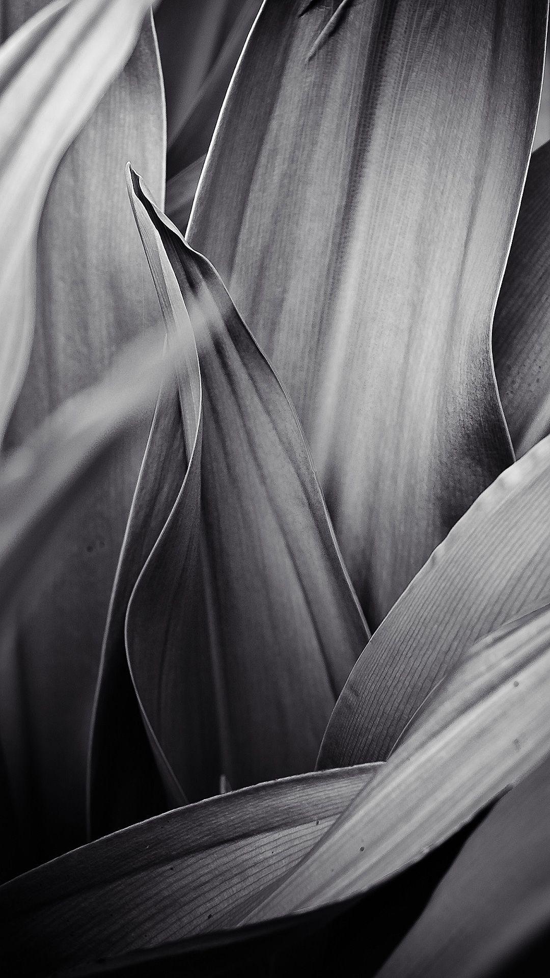 Grayscale Wallpapers Wallpaper Cave