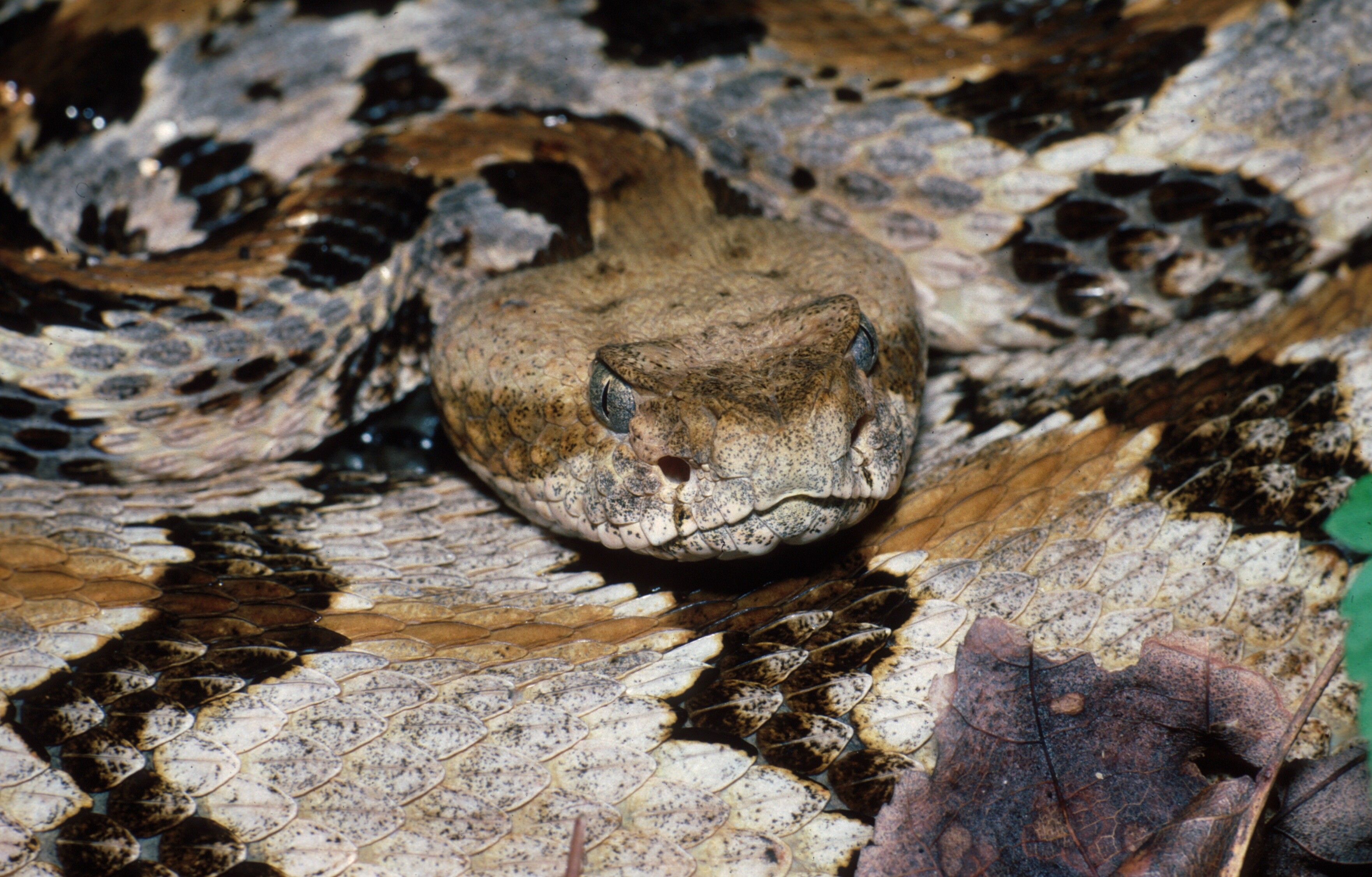 Rattlesnakes Wallpapers Wallpaper Cave