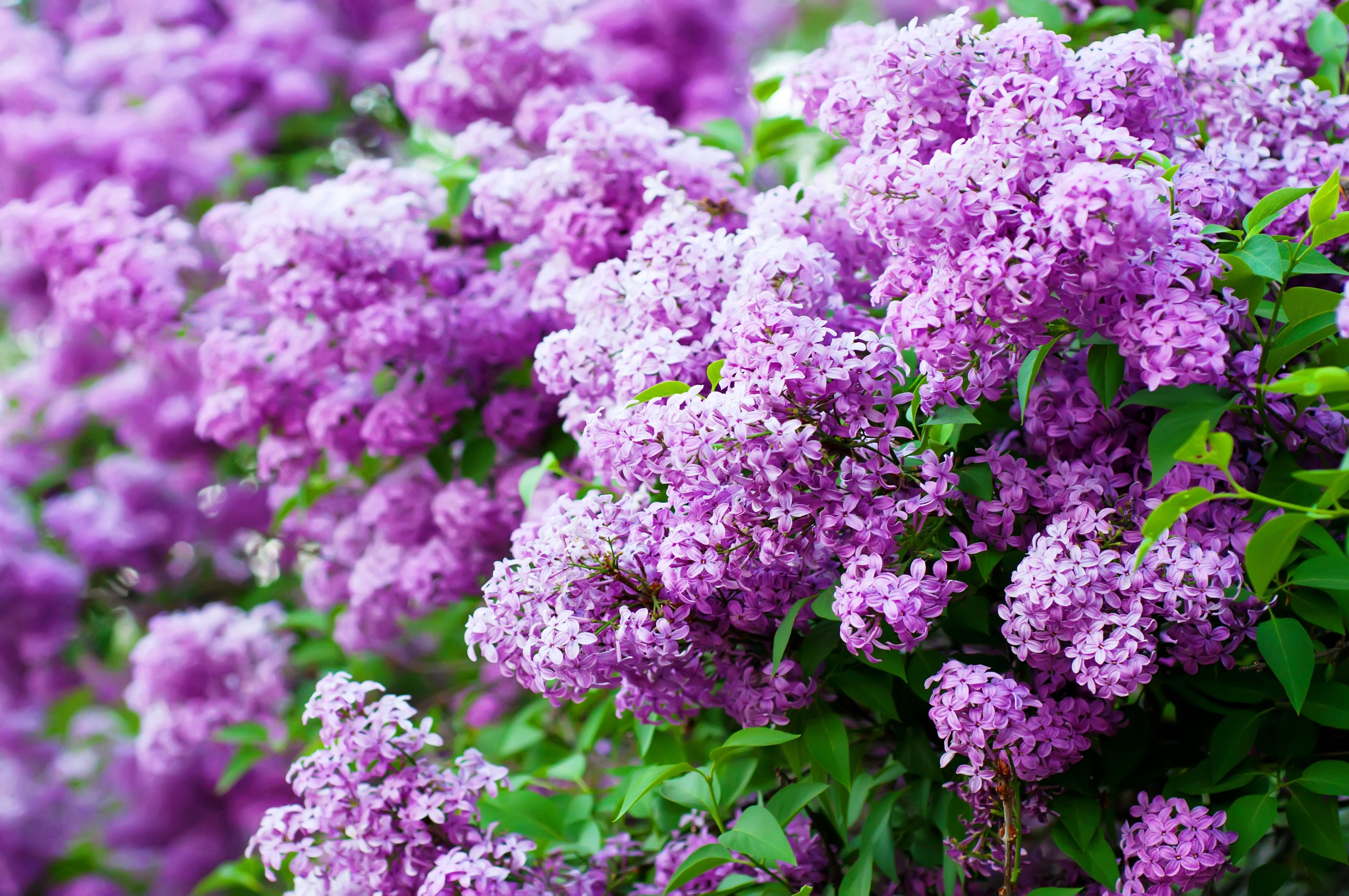 Lilacs Wallpapers Wallpaper Cave