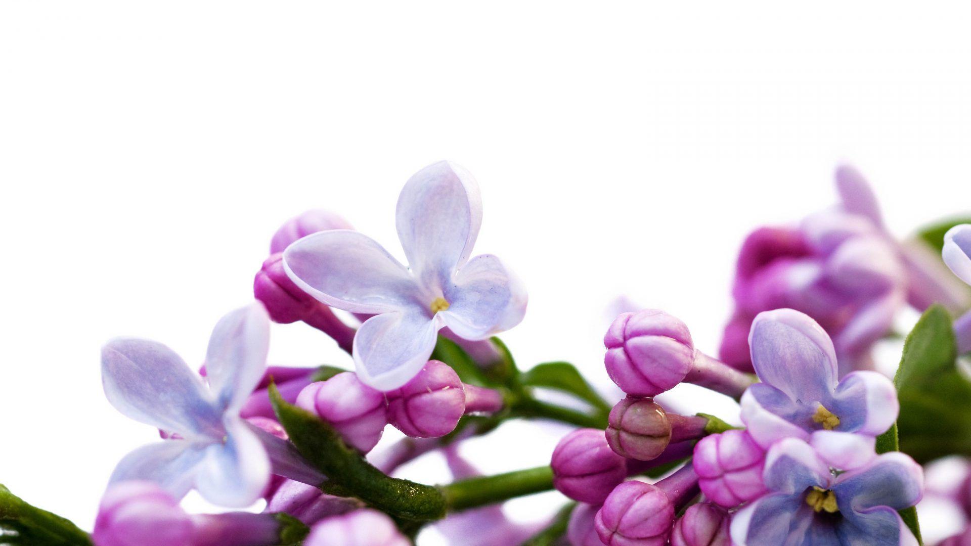 Lilacs Wallpapers Wallpaper Cave