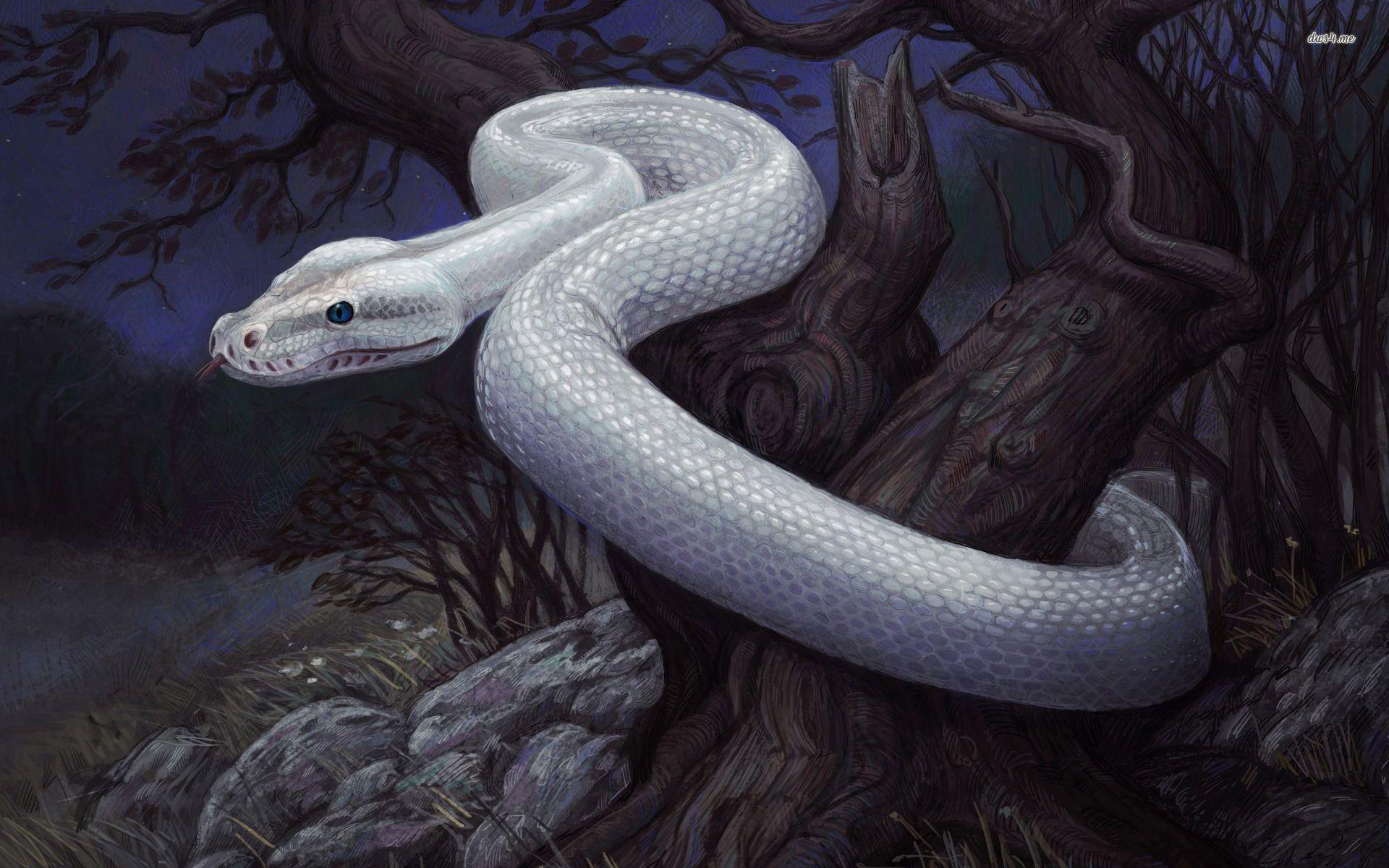White Snake Wallpapers Wallpaper Cave