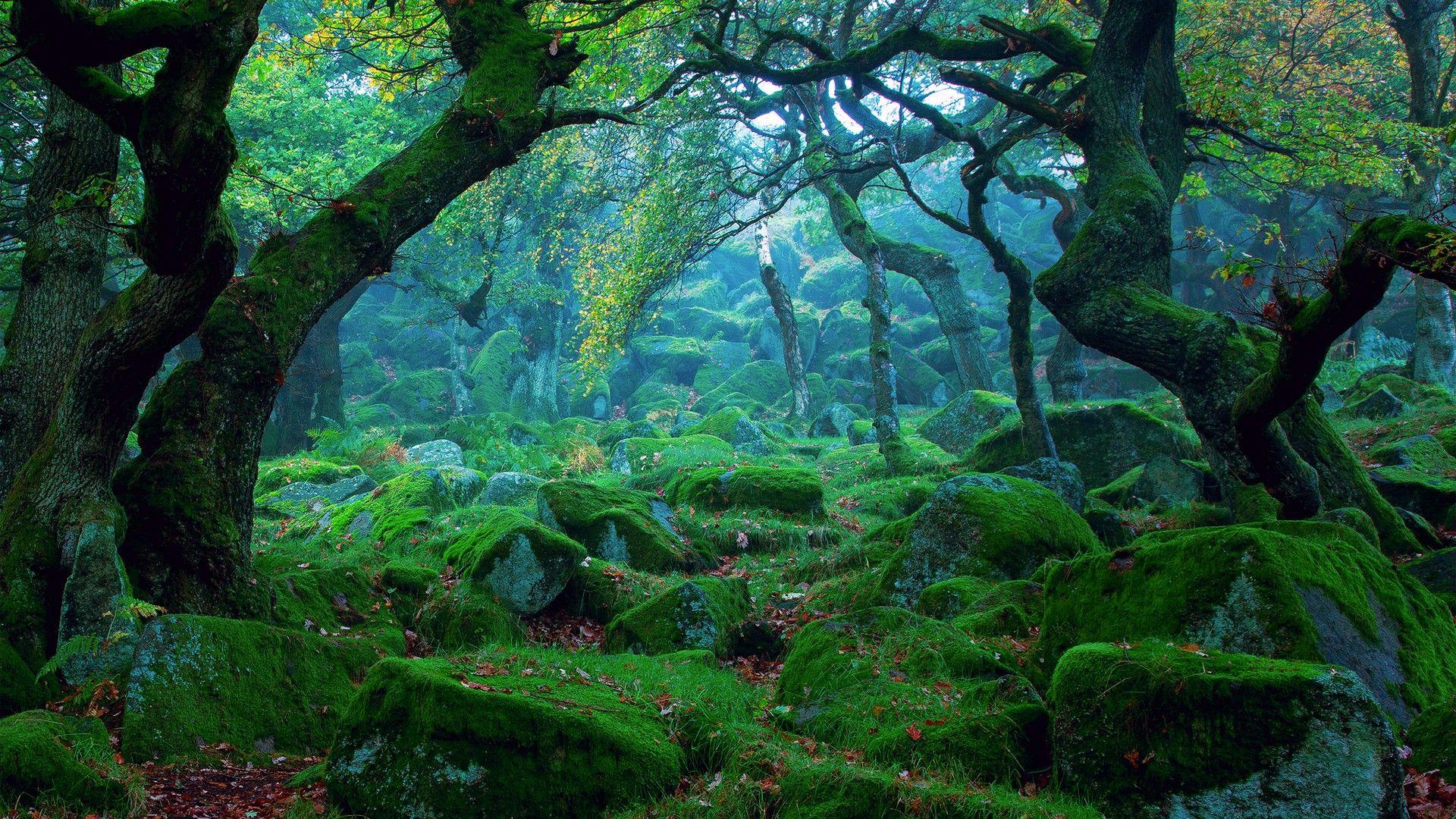 Forest Moss Wallpapers Wallpaper Cave