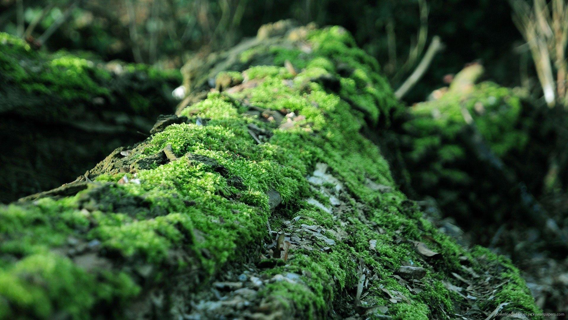 Forest Moss Wallpapers Wallpaper Cave