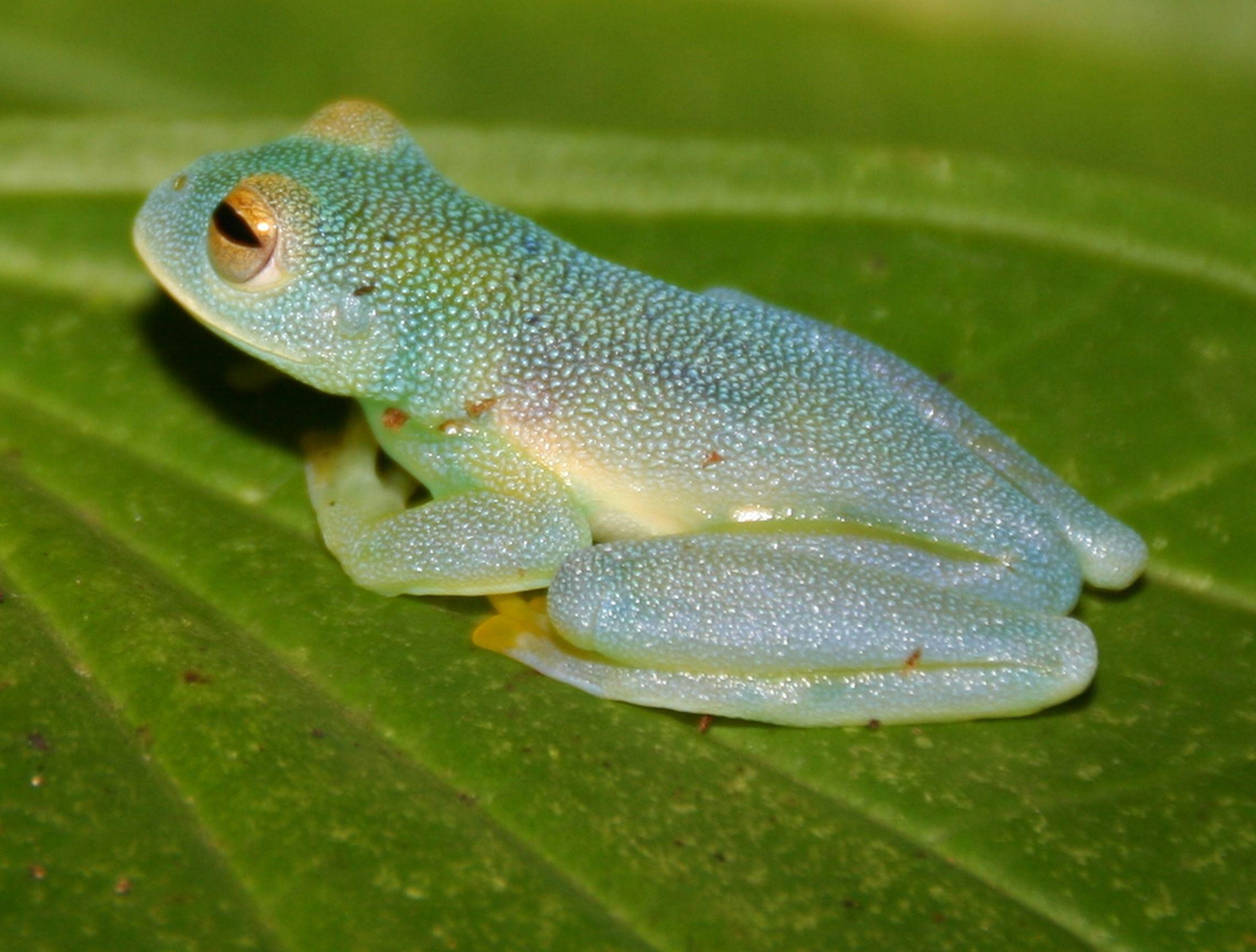 Glass Frogs Wallpapers Wallpaper Cave
