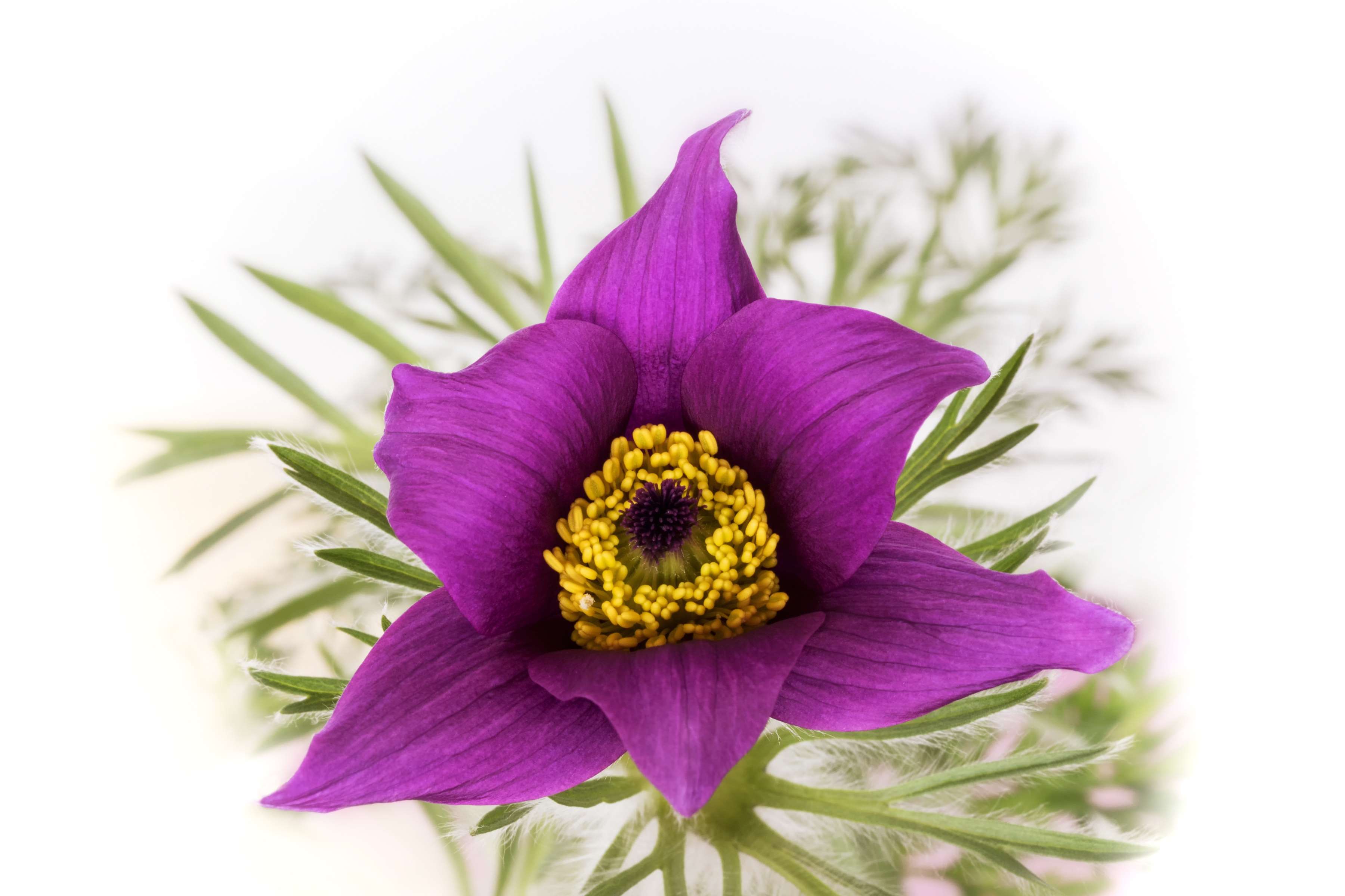 Pasque Flower Wallpapers Wallpaper Cave