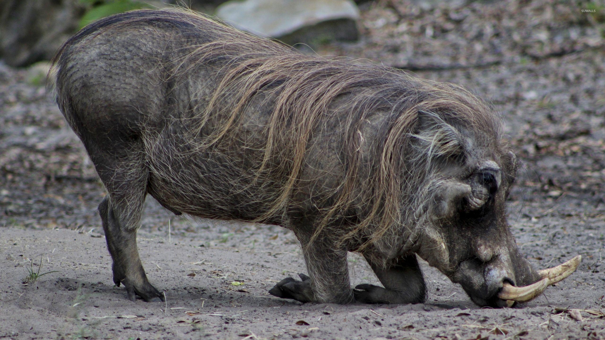 Wild Boar Wallpapers Wallpaper Cave