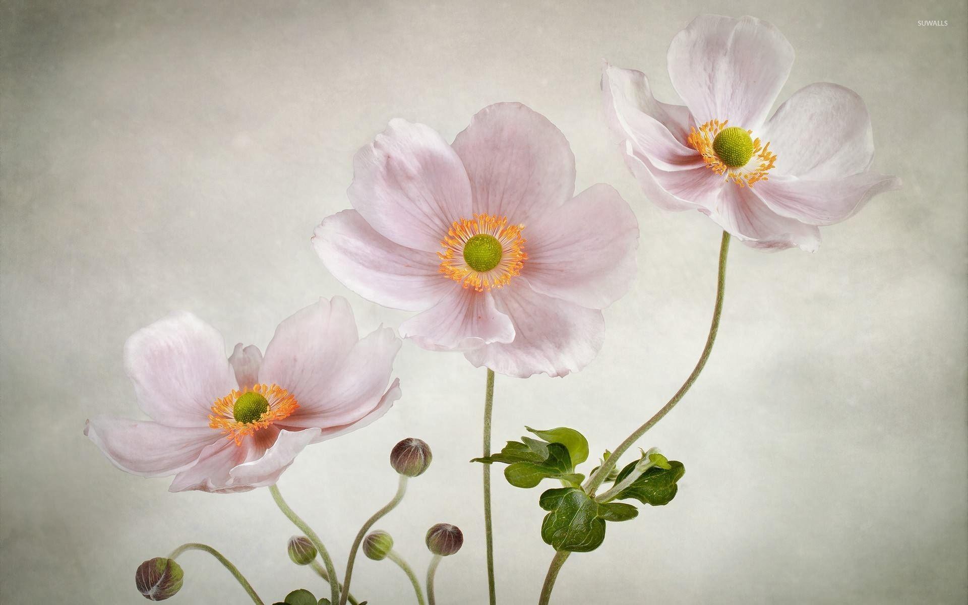 Anemone Flower Wallpapers Wallpaper Cave