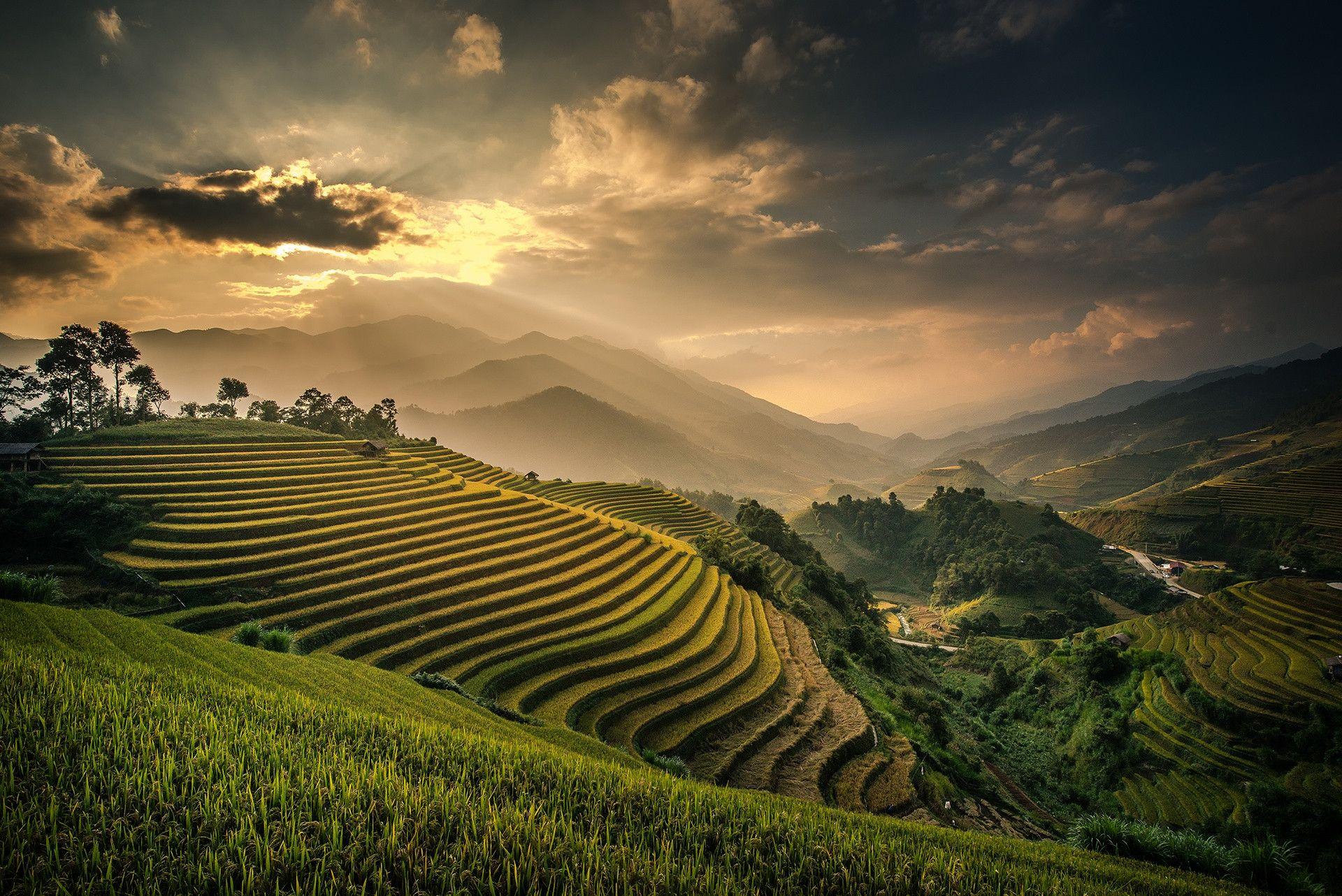 Rice Field Wallpapers Wallpaper Cave