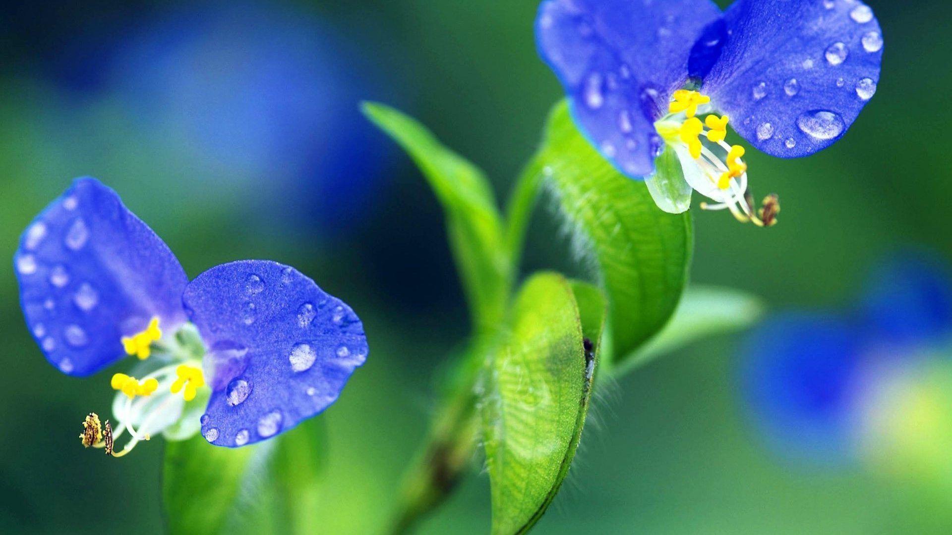 Water Flower Nature Wallpaper Hd GAMBAR BUNGA