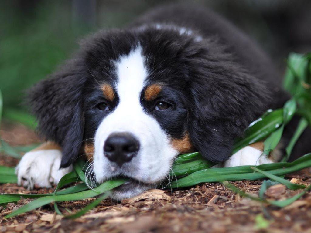 Bernese Mountain Dog Wallpapers Wallpaper Cave