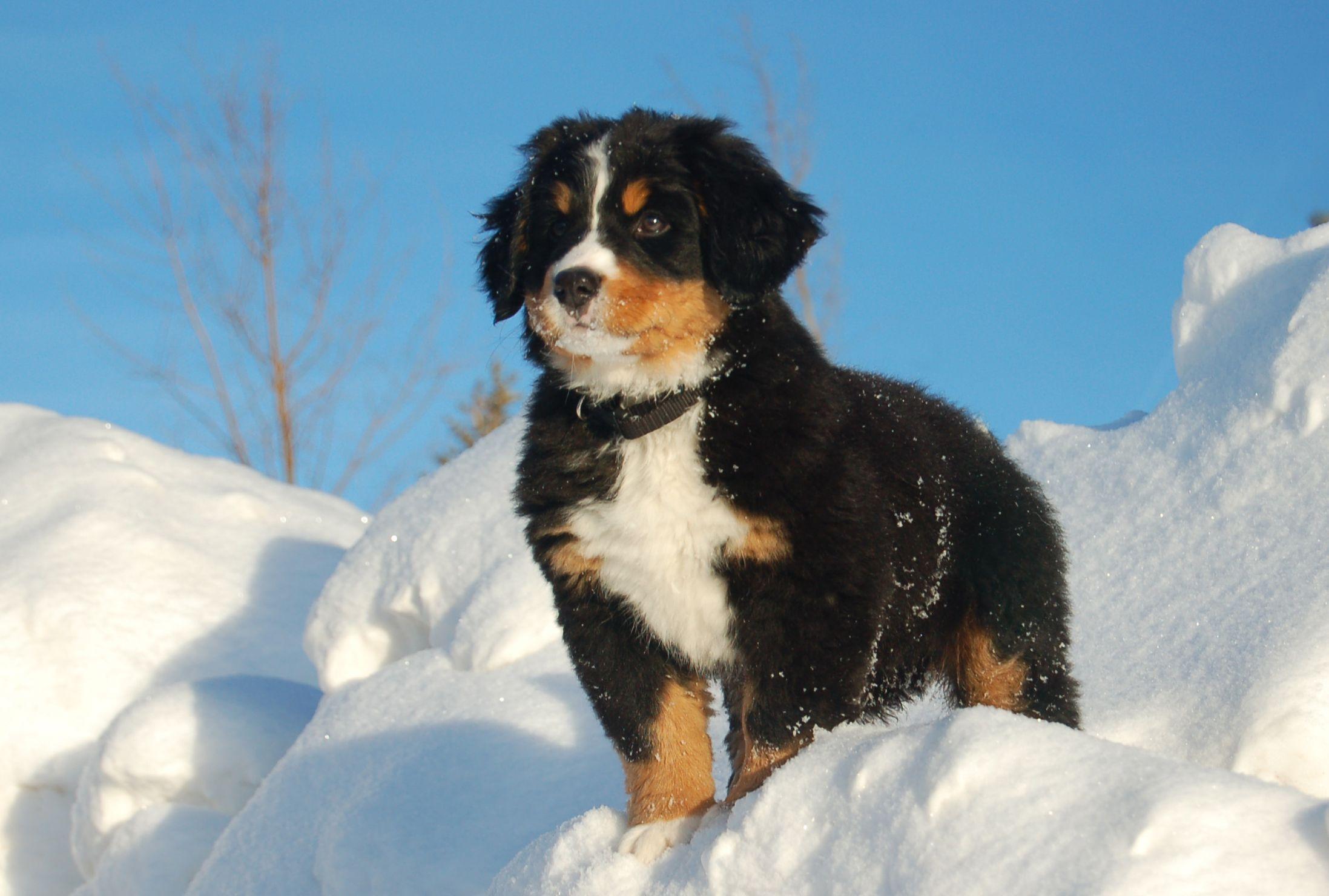 Bernese Mountain Dog Wallpapers Wallpaper Cave