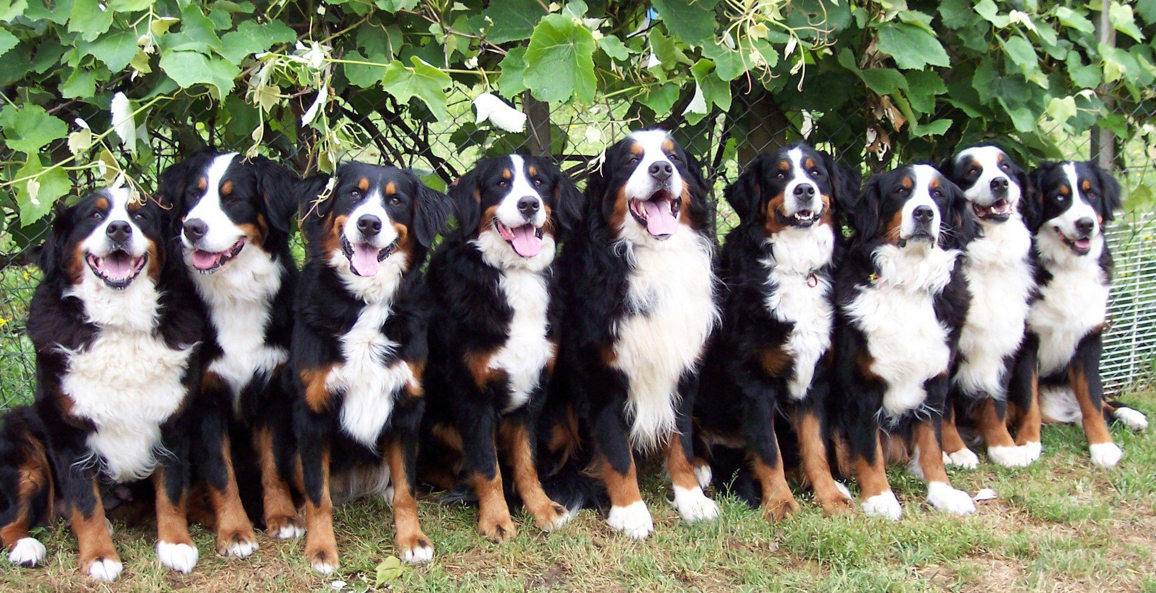 Bernese Mountain Dog Wallpapers Wallpaper Cave