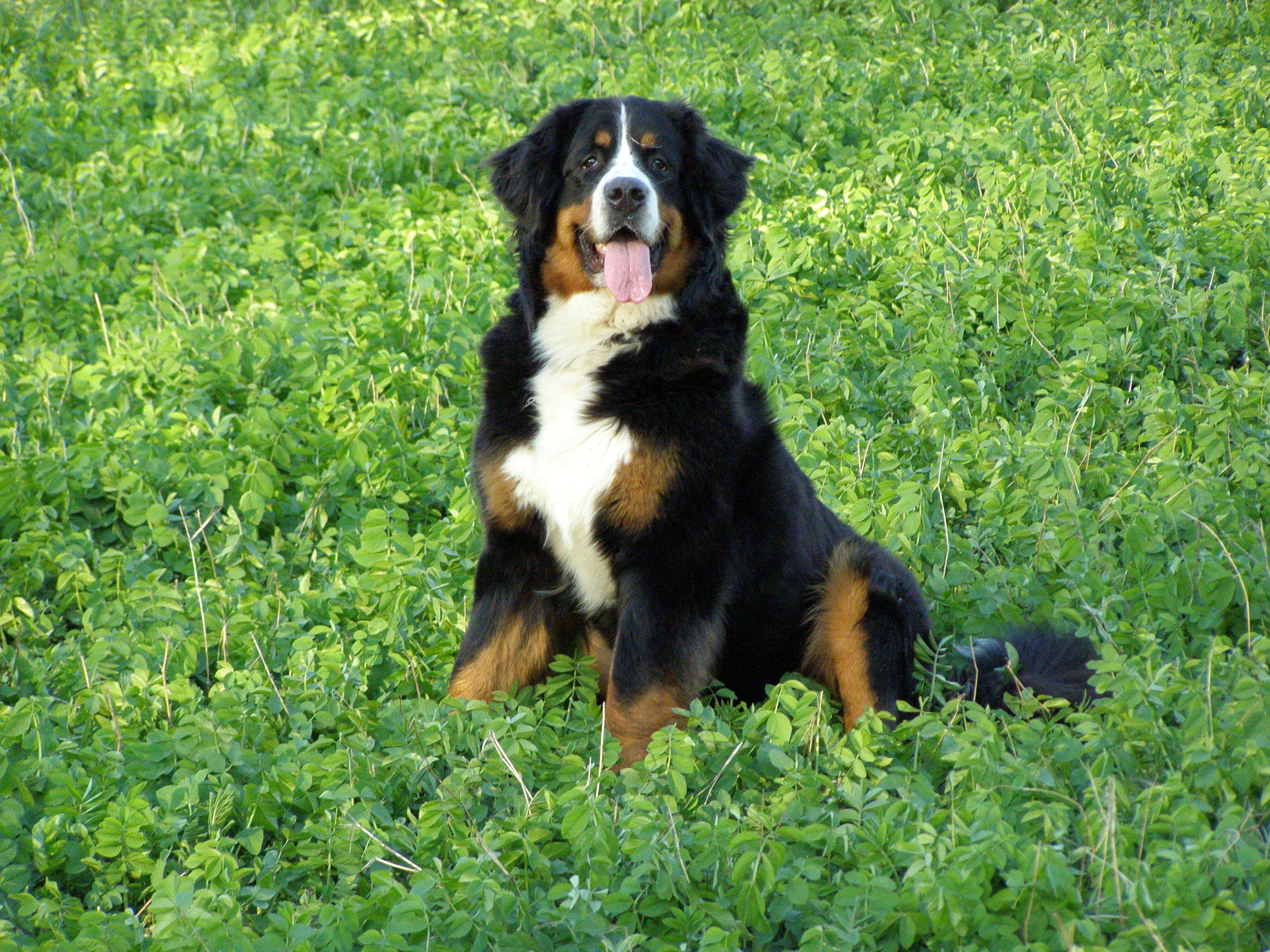 Bernese Mountain Dog Wallpapers Wallpaper Cave