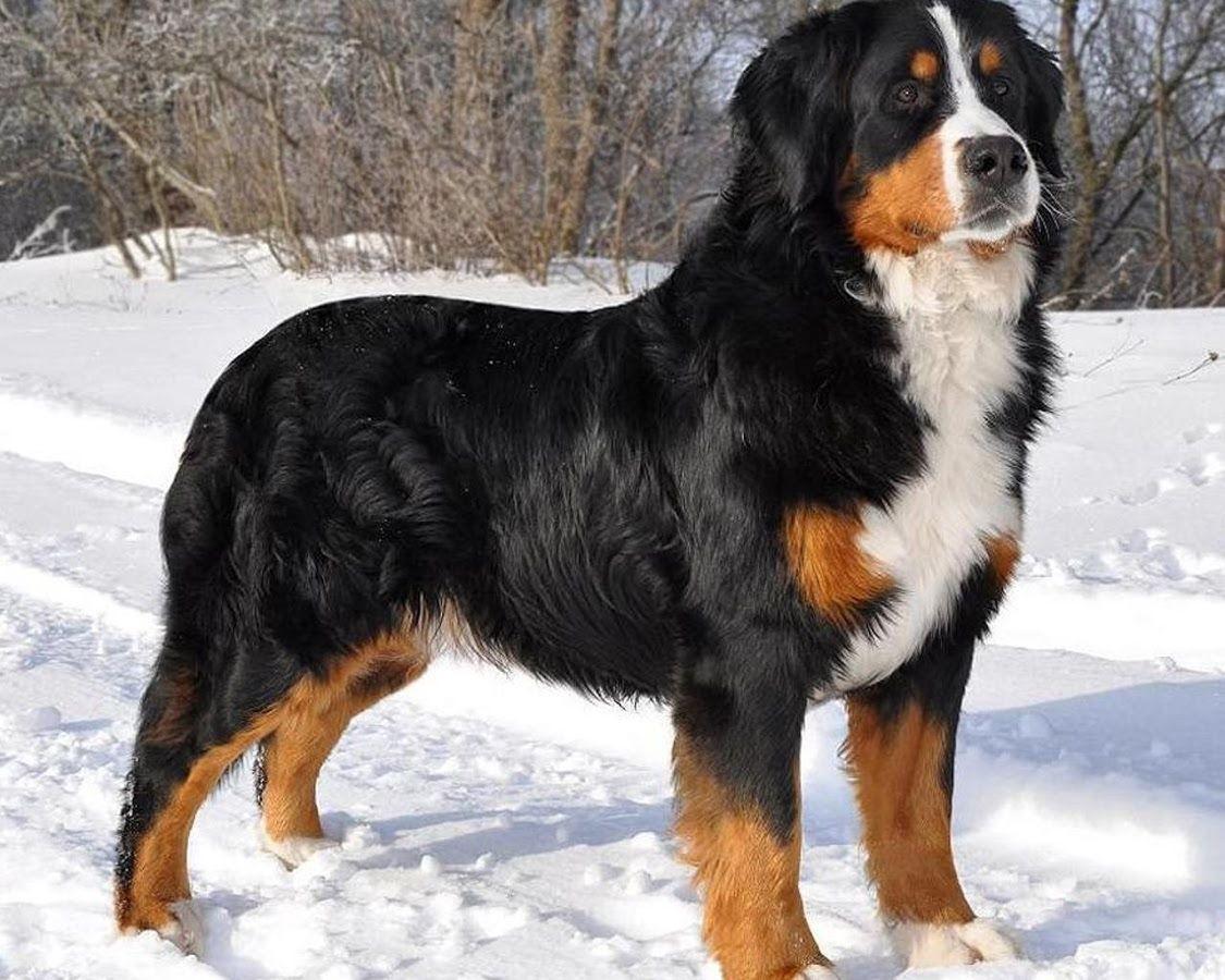 Bernese Mountain Dog Wallpapers Wallpaper Cave