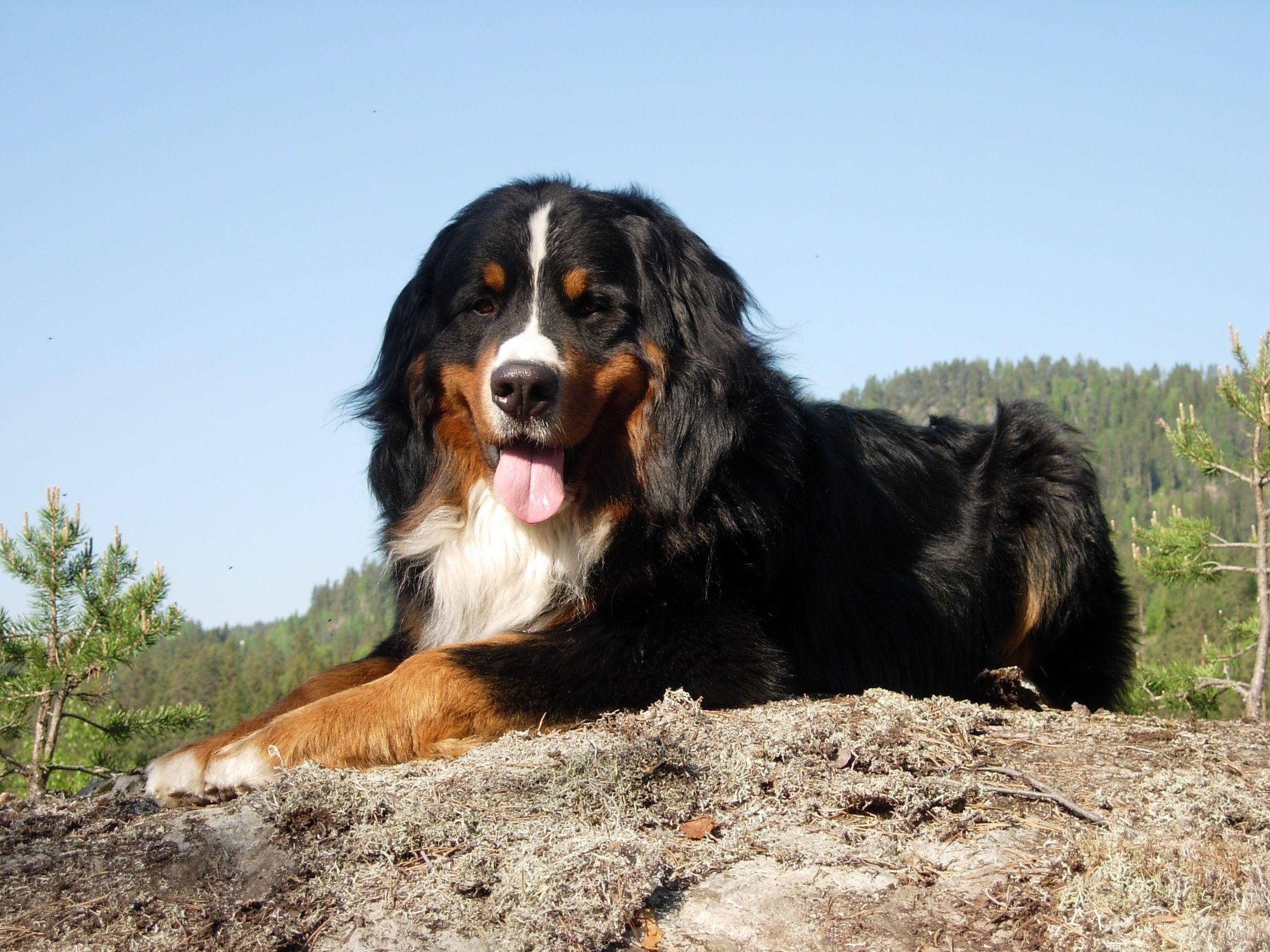 Bernese Mountain Dog Wallpapers Wallpaper Cave