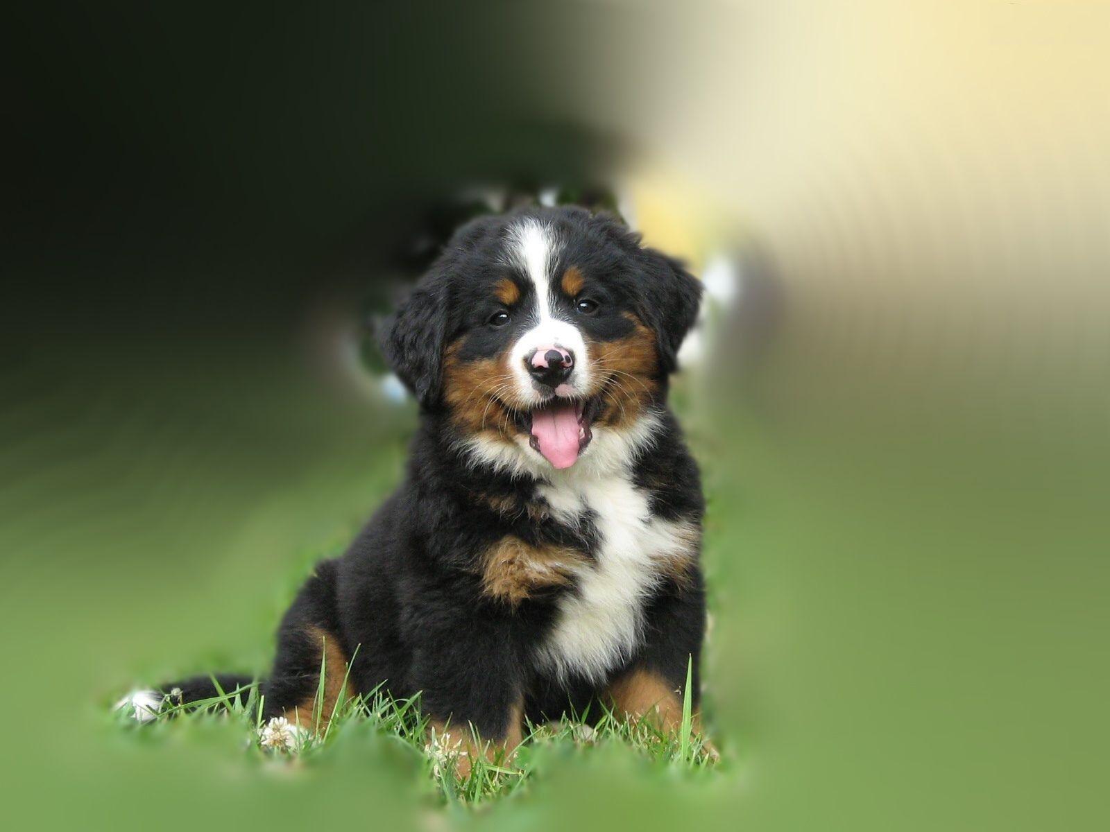 Bernese Mountain Dog Wallpapers Wallpaper Cave