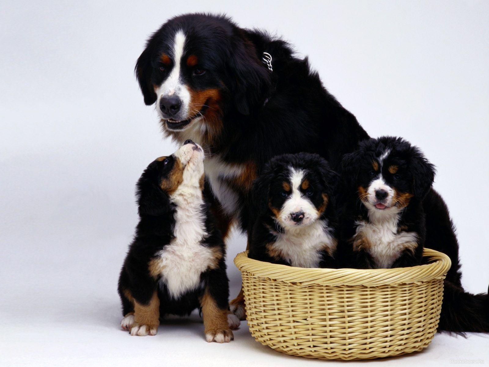 Bernese Mountain Dog Wallpapers Wallpaper Cave