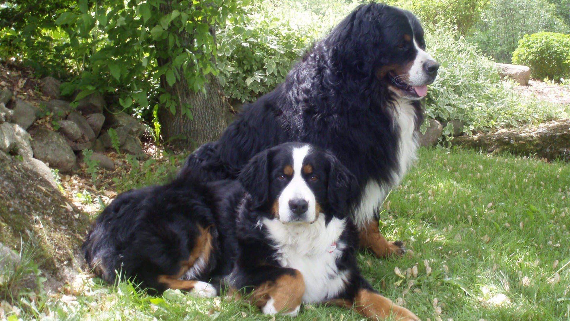 Bernese Mountain Dog Wallpapers Wallpaper Cave