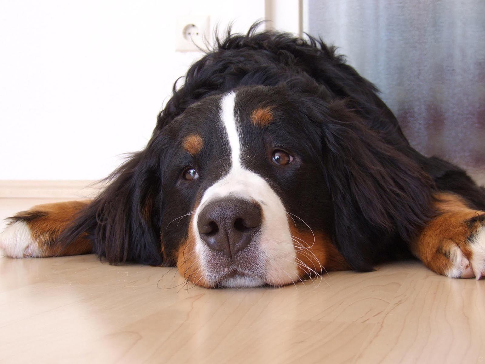 Bernese Mountain Dog Wallpapers Wallpaper Cave