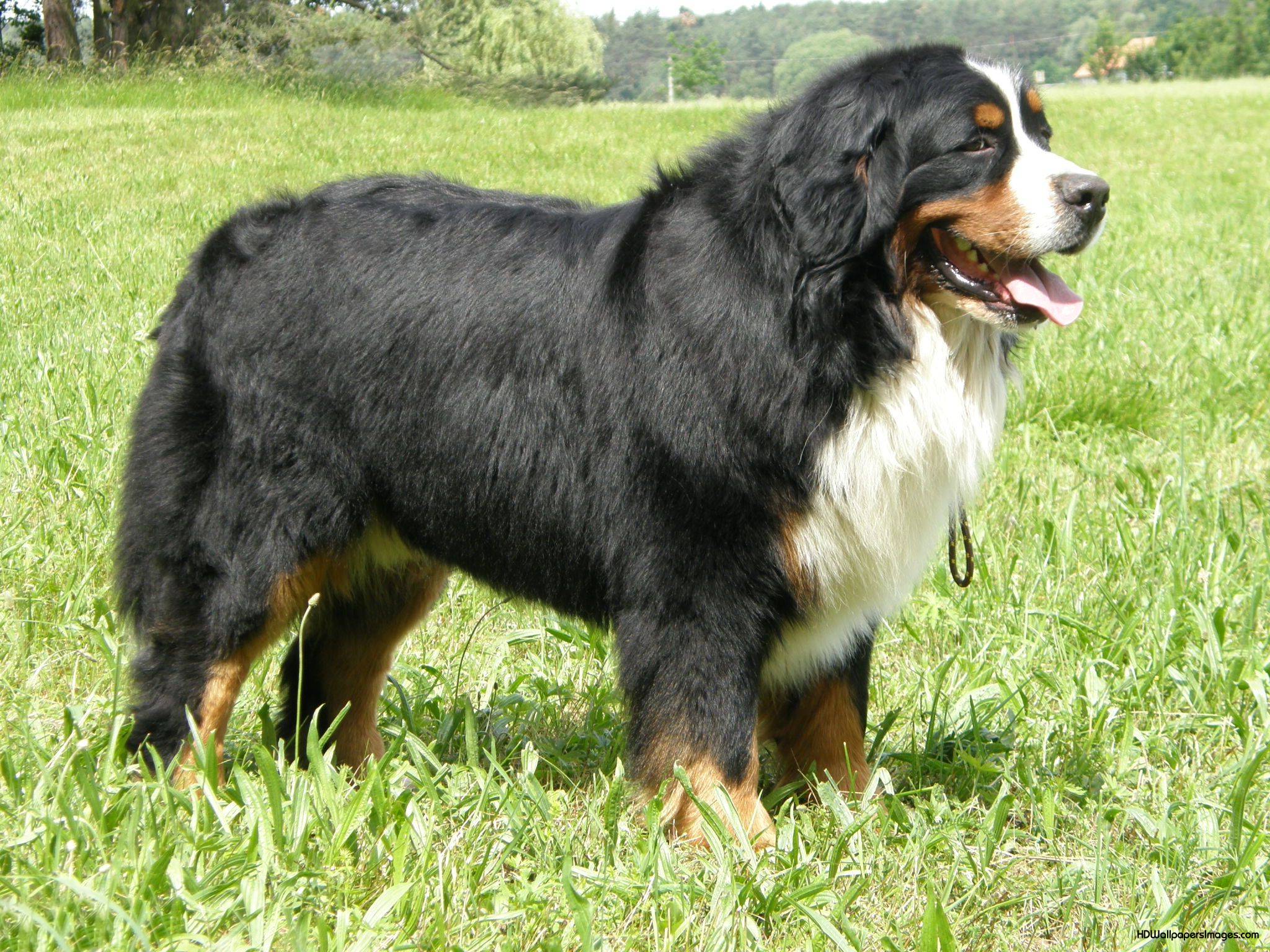 Bernese Mountain Dog Wallpapers Wallpaper Cave