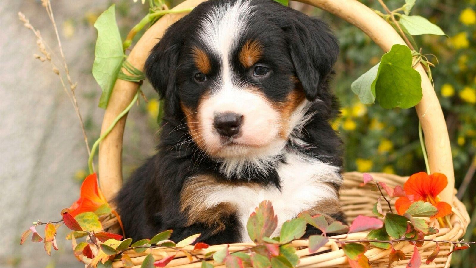 Bernese Mountain Dog Wallpapers Wallpaper Cave