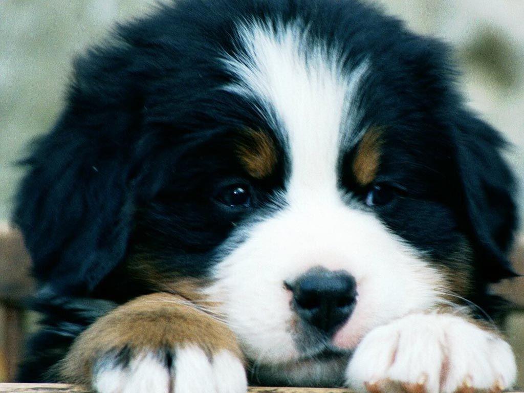 Bernese Mountain Dog Wallpapers Wallpaper Cave