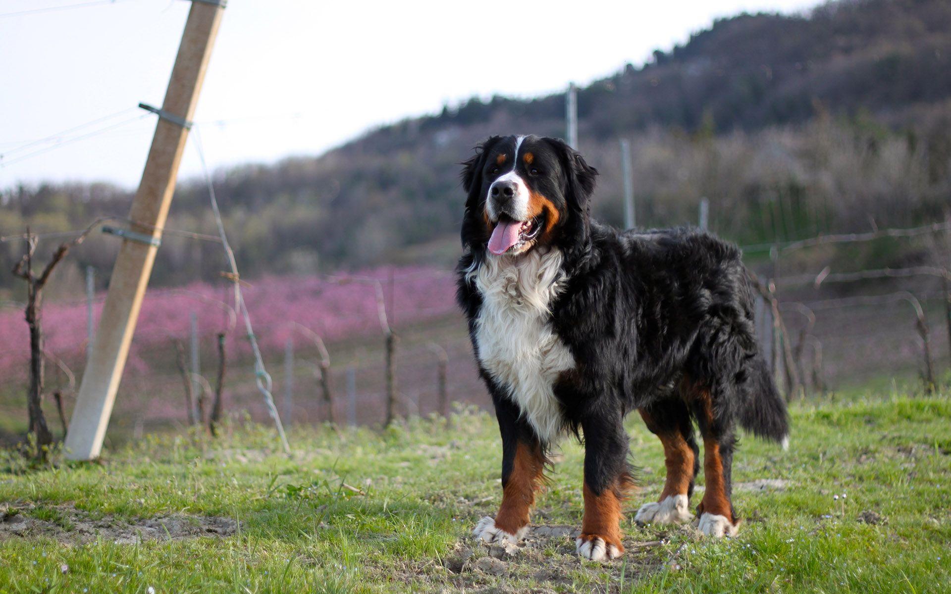 Bernese Mountain Dog Wallpapers Wallpaper Cave