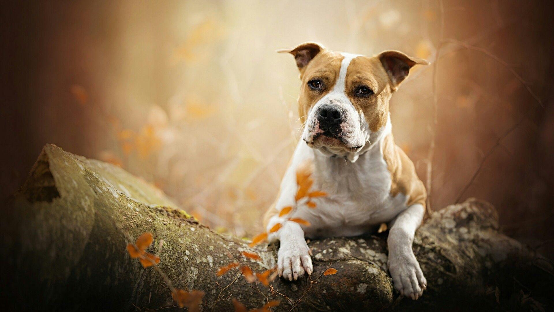 American Staffordshire Terrier Wallpapers Wallpaper Cave