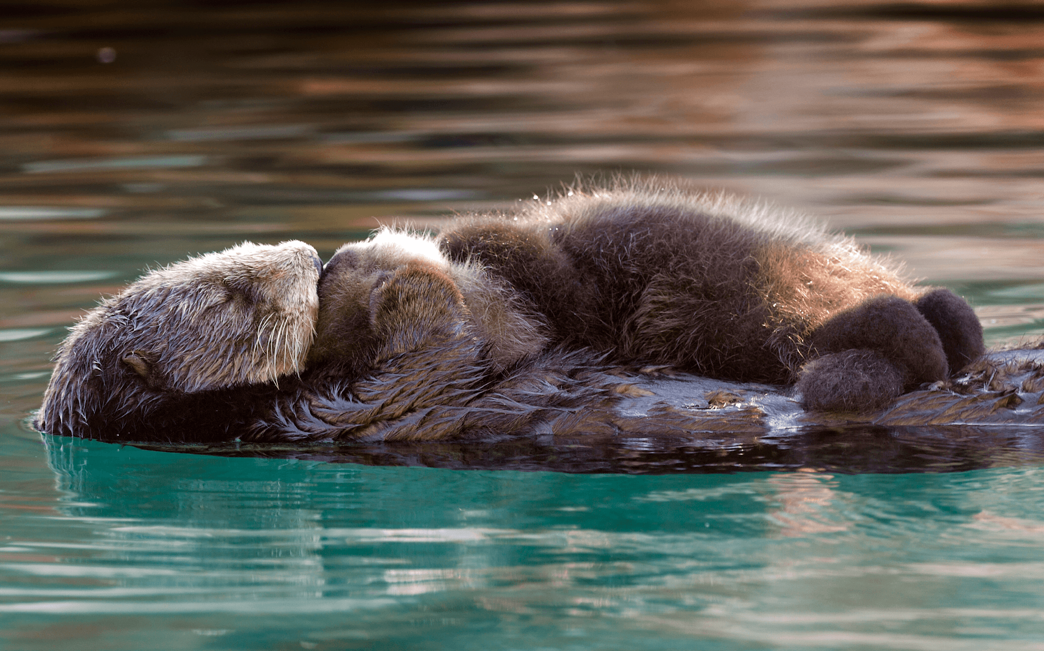 Sea Otters Wallpapers Wallpaper Cave
