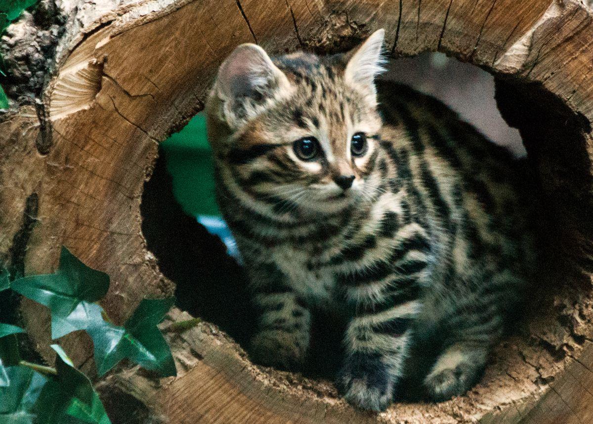 Blackfooted Cat Wallpapers Wallpaper Cave