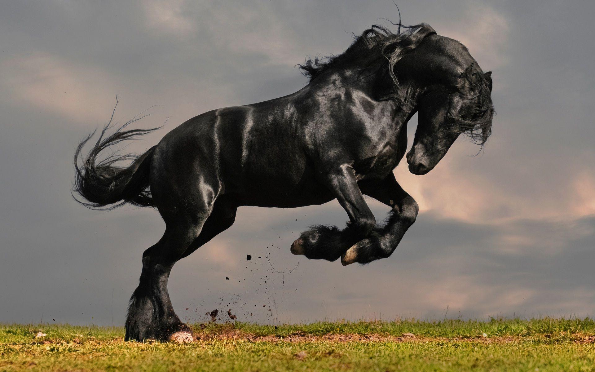 Black Horse Jumping Wallpapers Wallpaper Cave