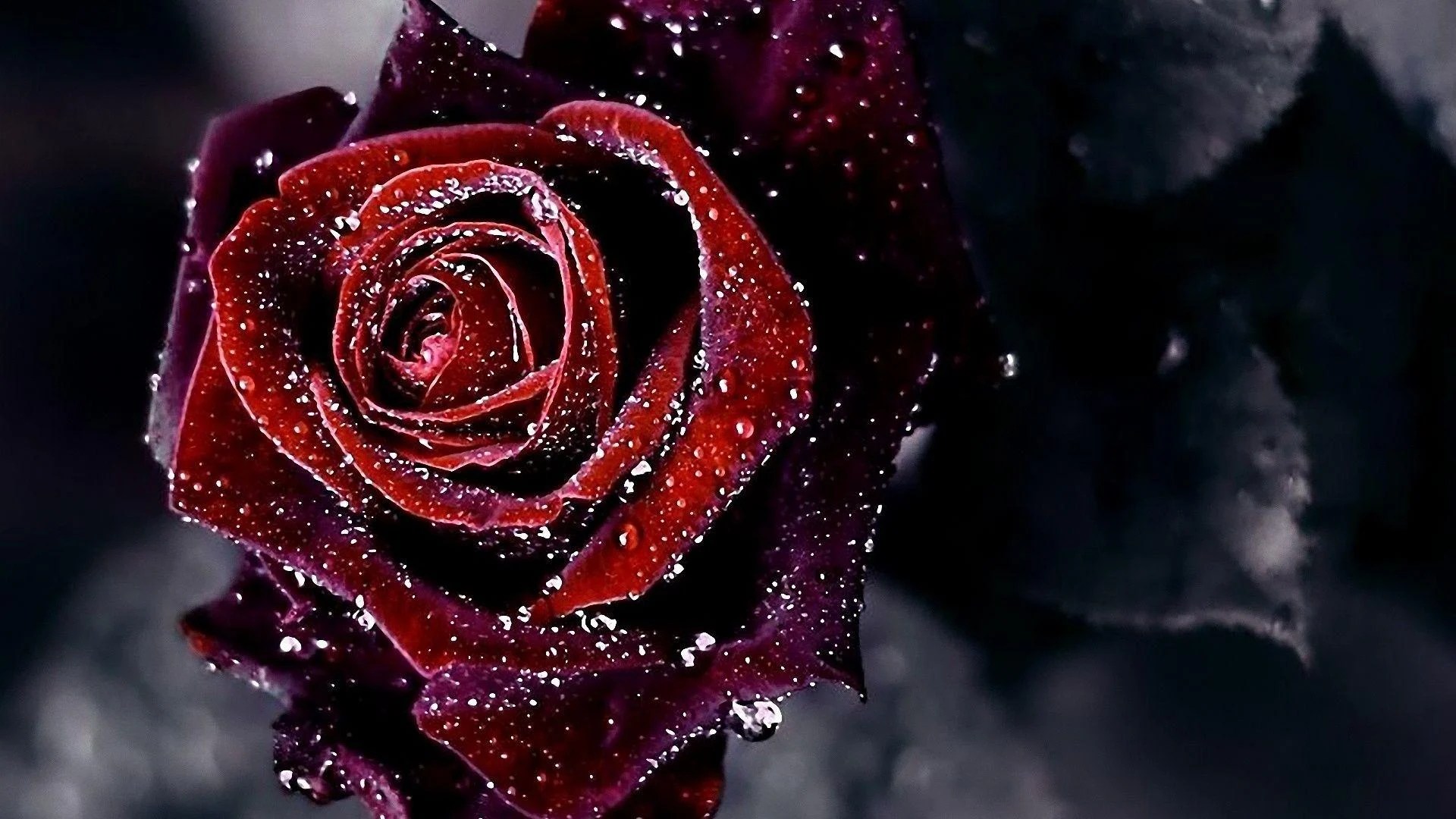 Red Rose HD Wallpapers Wallpaper Cave