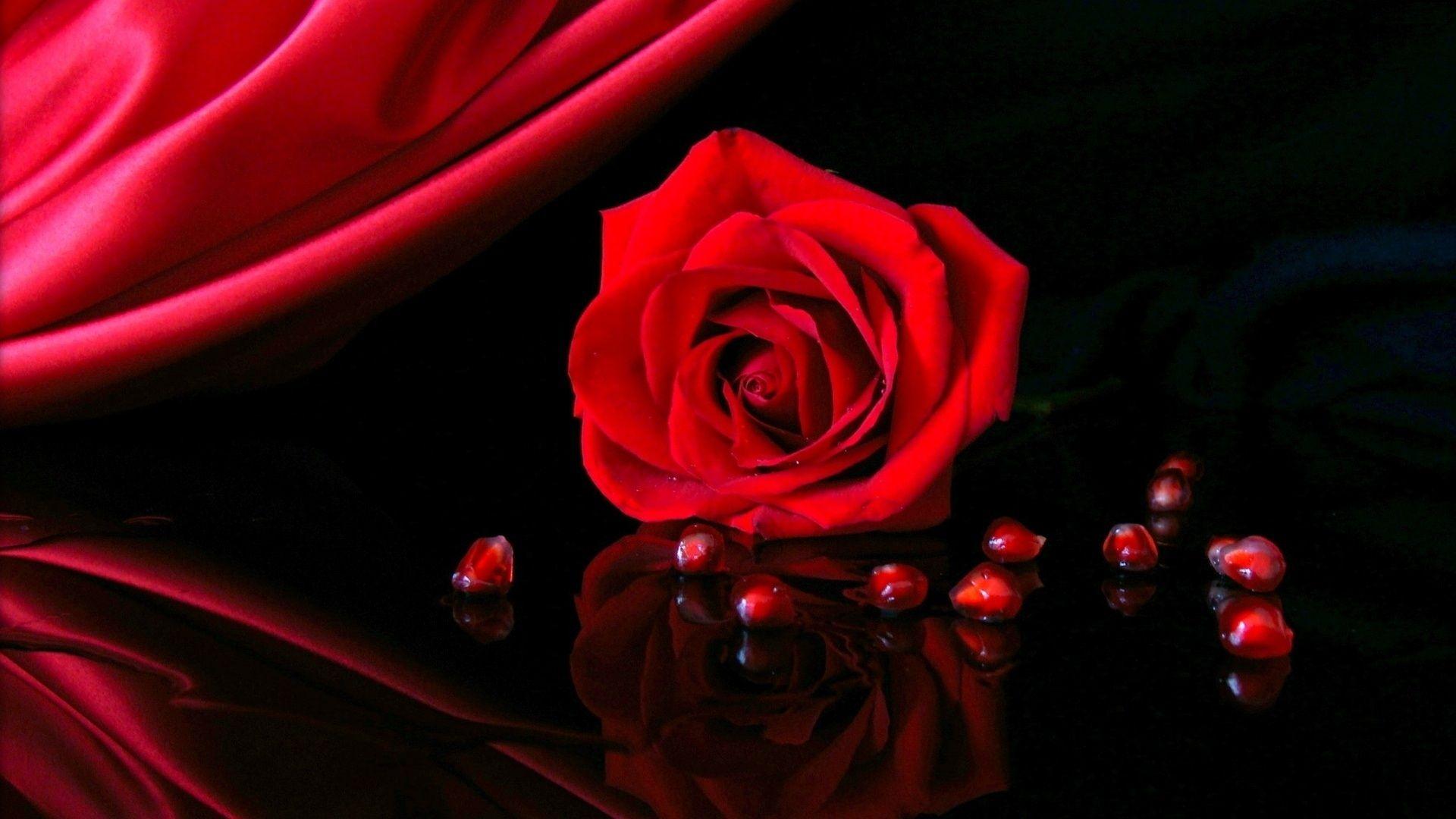Red Rose HD Wallpapers Wallpaper Cave