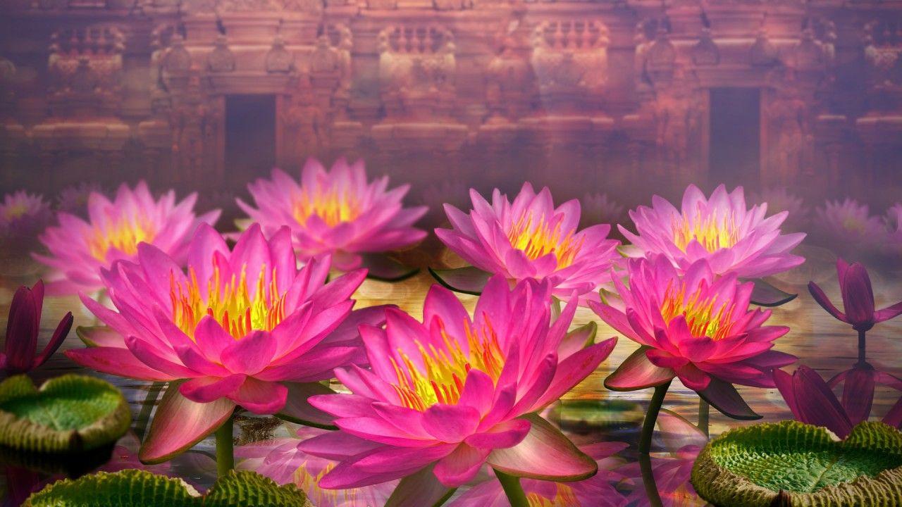 Lotus Flowers Wallpapers Wallpaper Cave