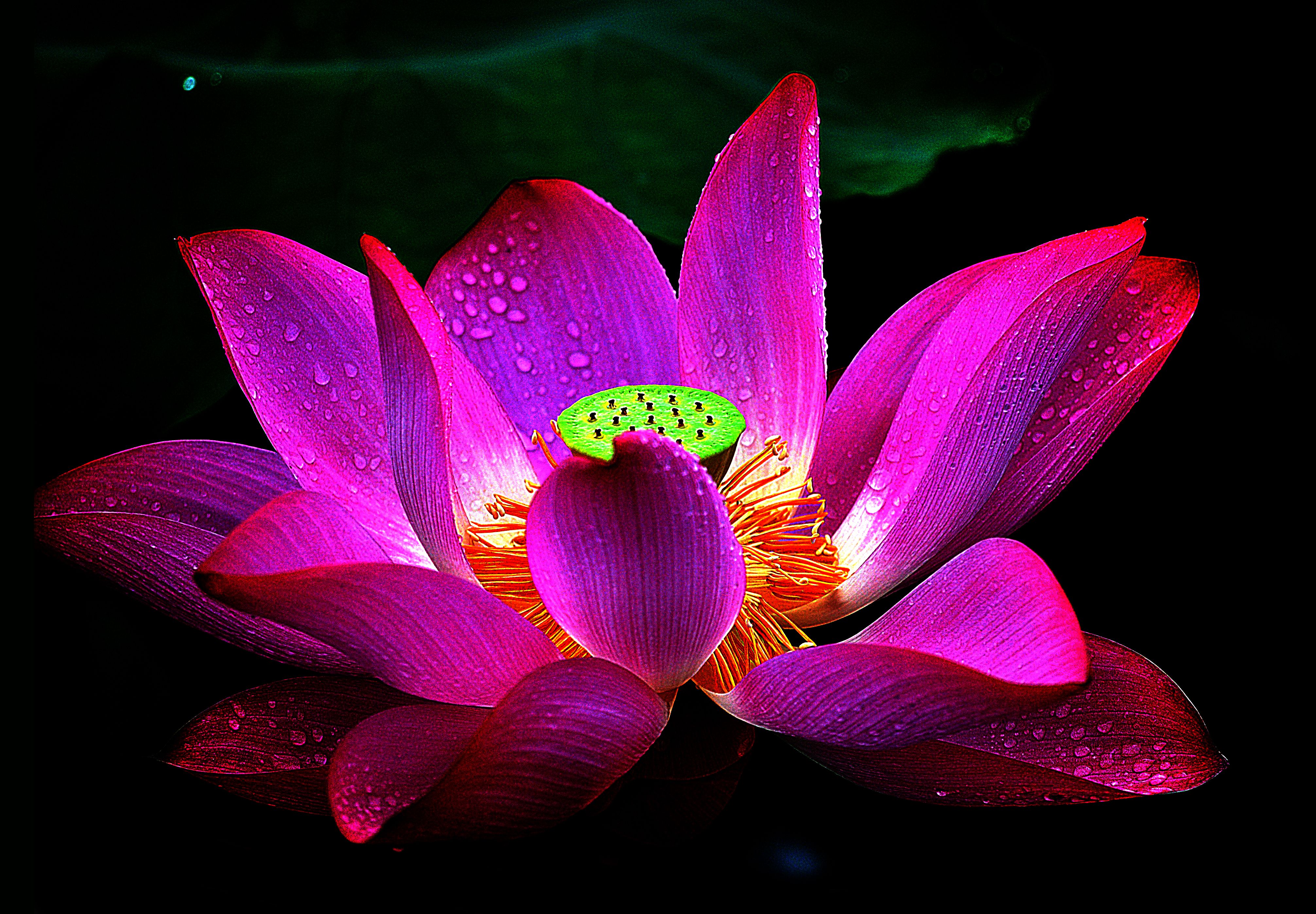 Lotus Flowers Wallpapers Wallpaper Cave
