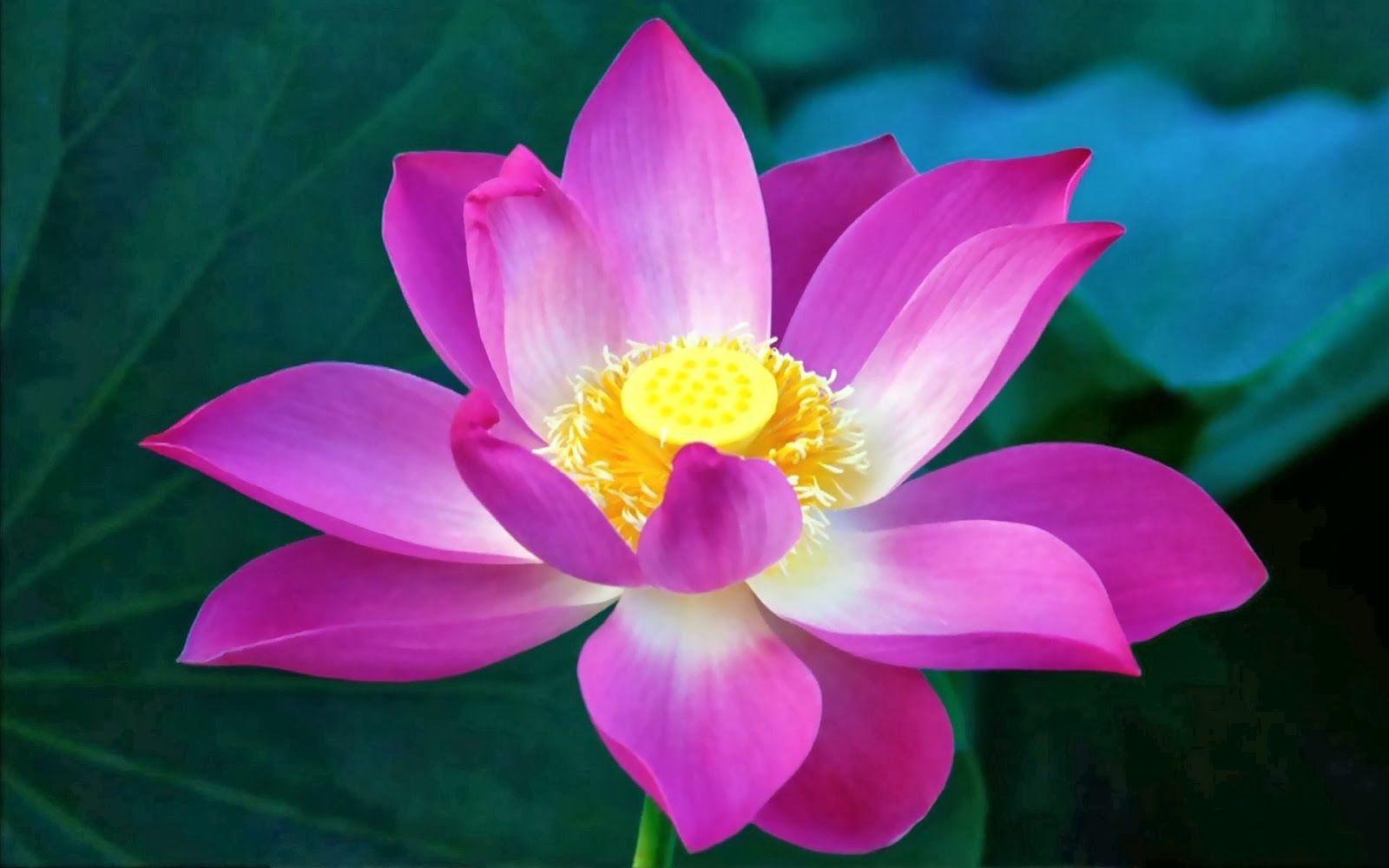 Lotus Flowers Wallpapers Wallpaper Cave