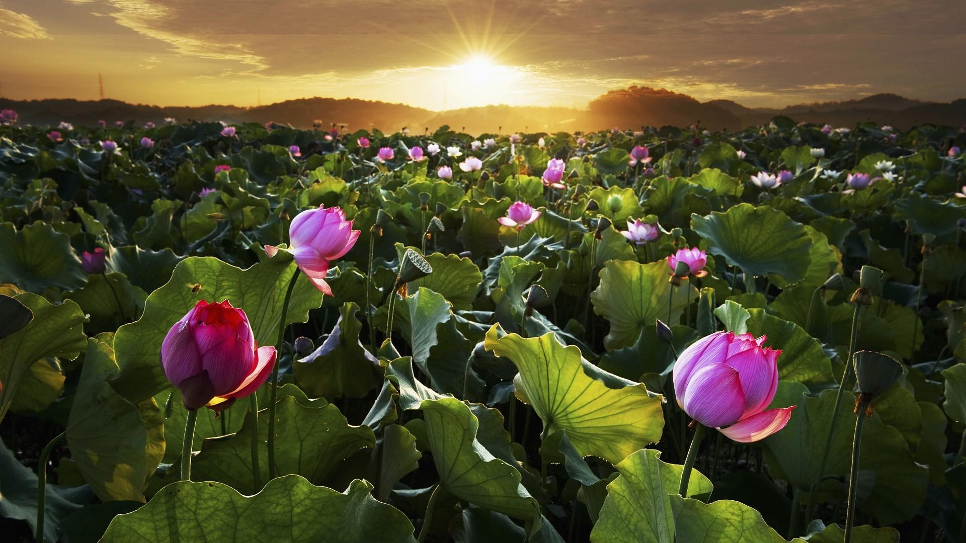Lotus Flowers Wallpapers Wallpaper Cave