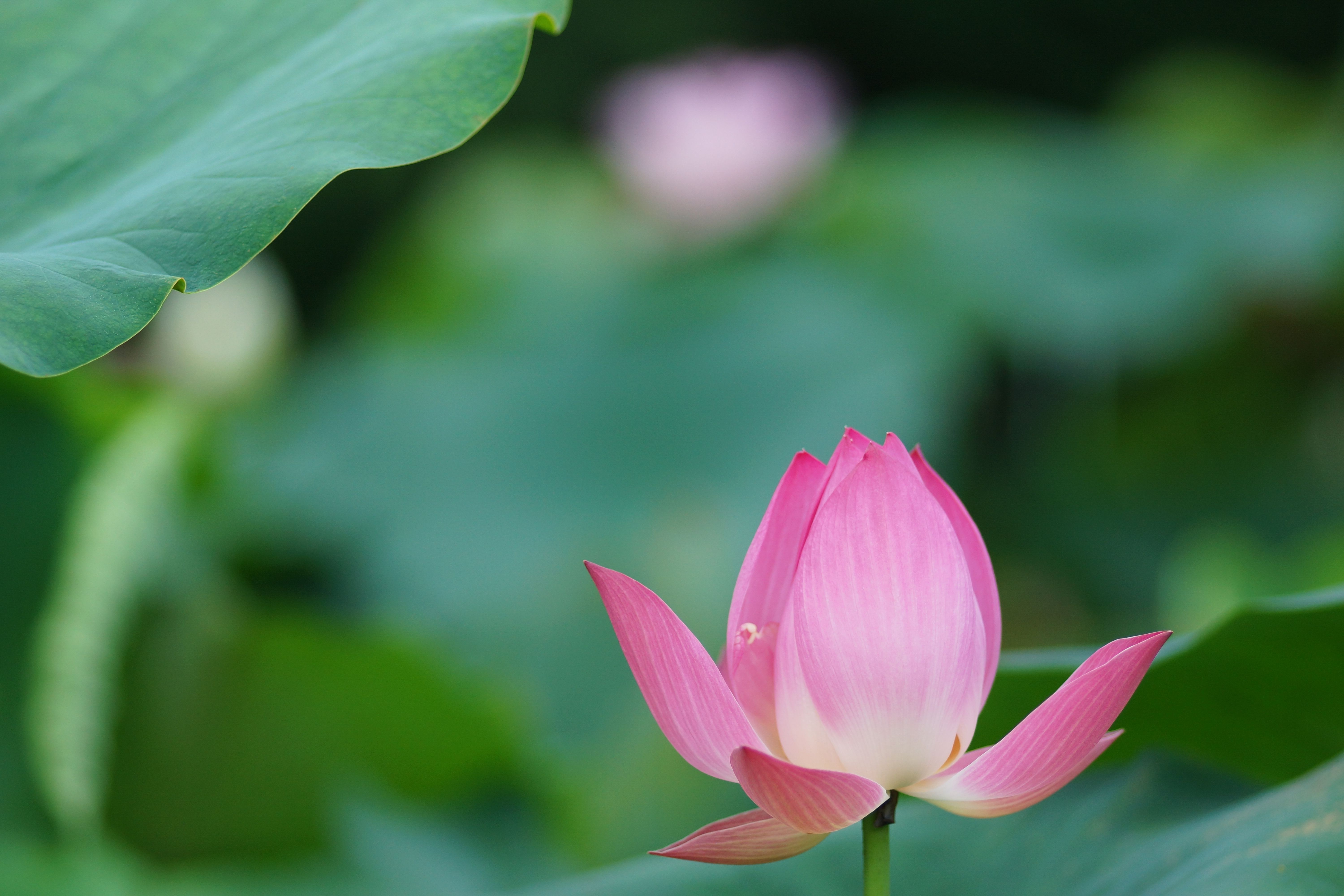 Lotus Flowers Wallpapers Wallpaper Cave