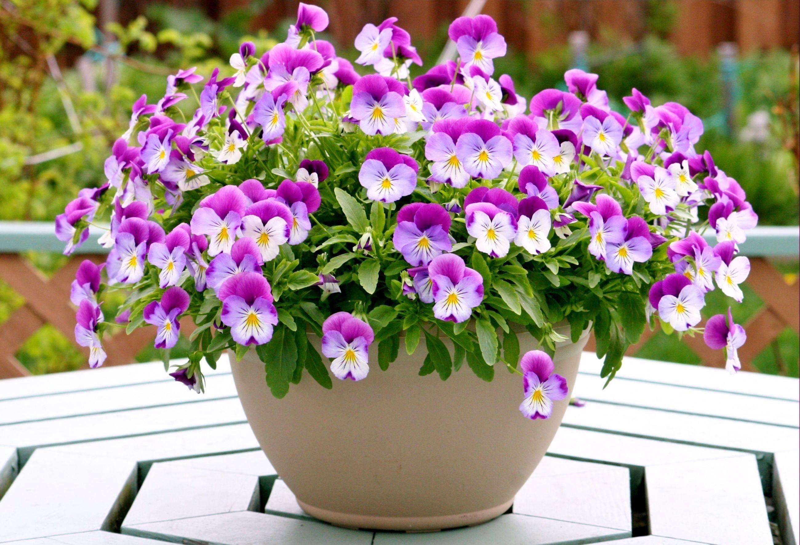 Flower Pot Wallpapers Wallpaper Cave