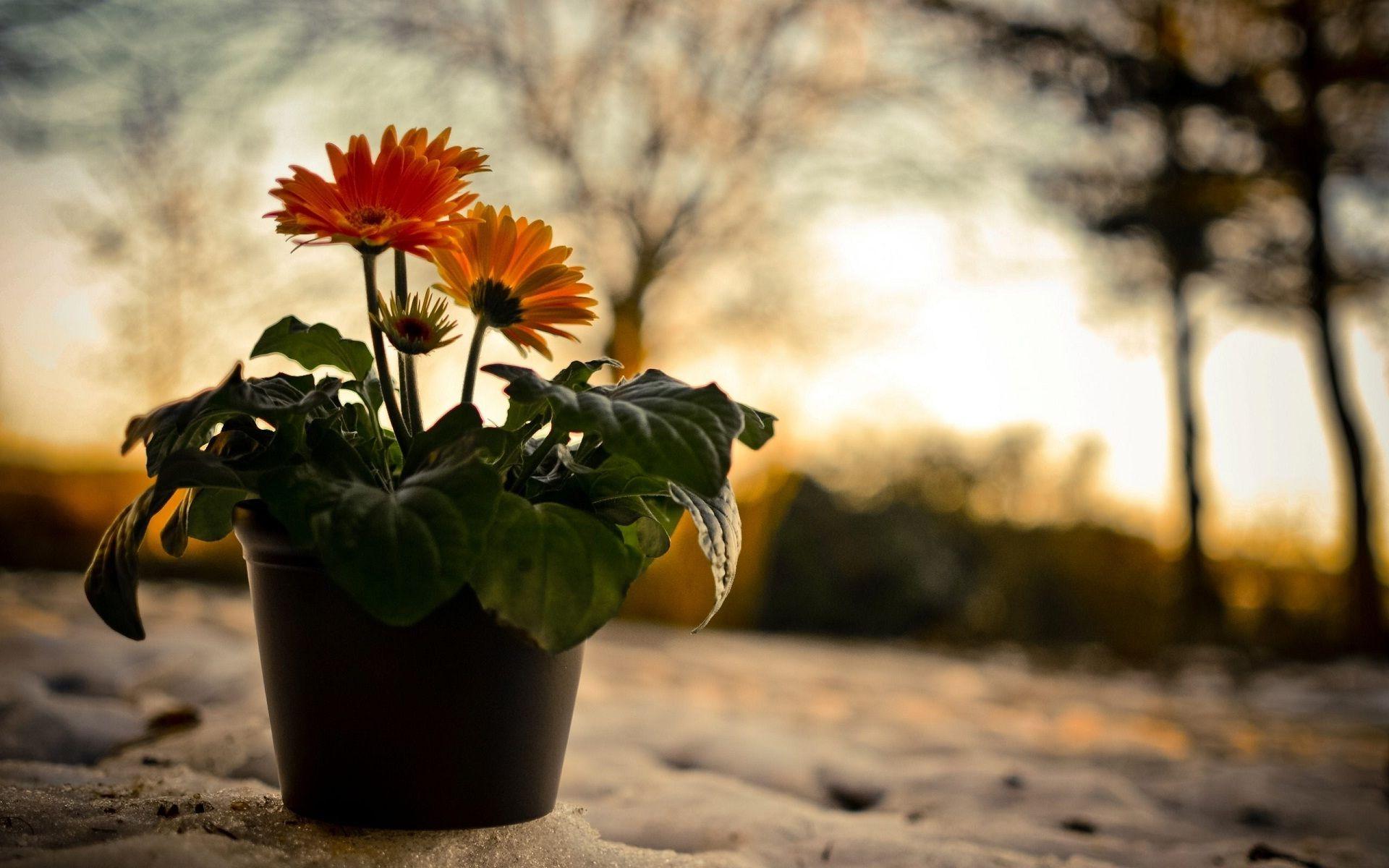 Flower Pot Wallpapers Wallpaper Cave