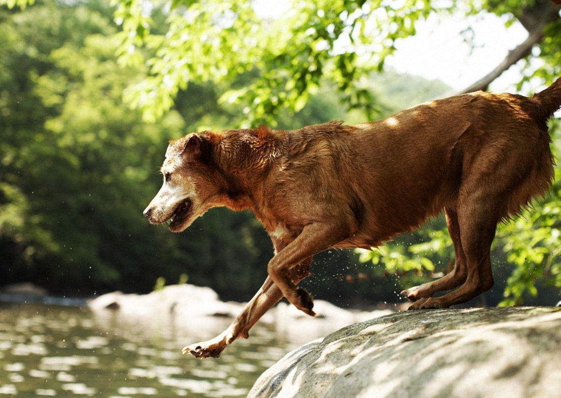 Domestic Animals Wallpapers Wallpaper Cave